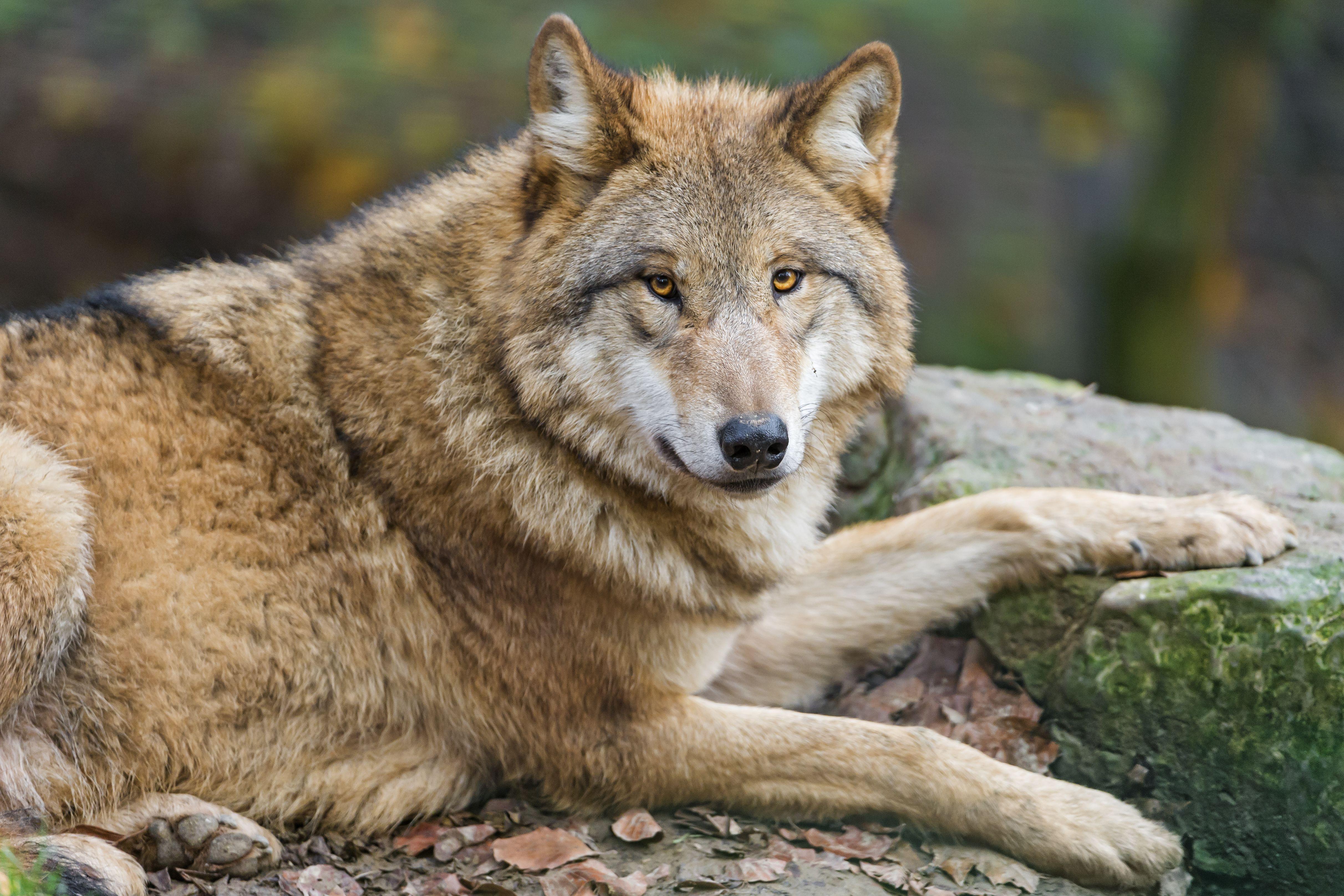 4848x3232 Wolf Wallpaper, Picture, Image