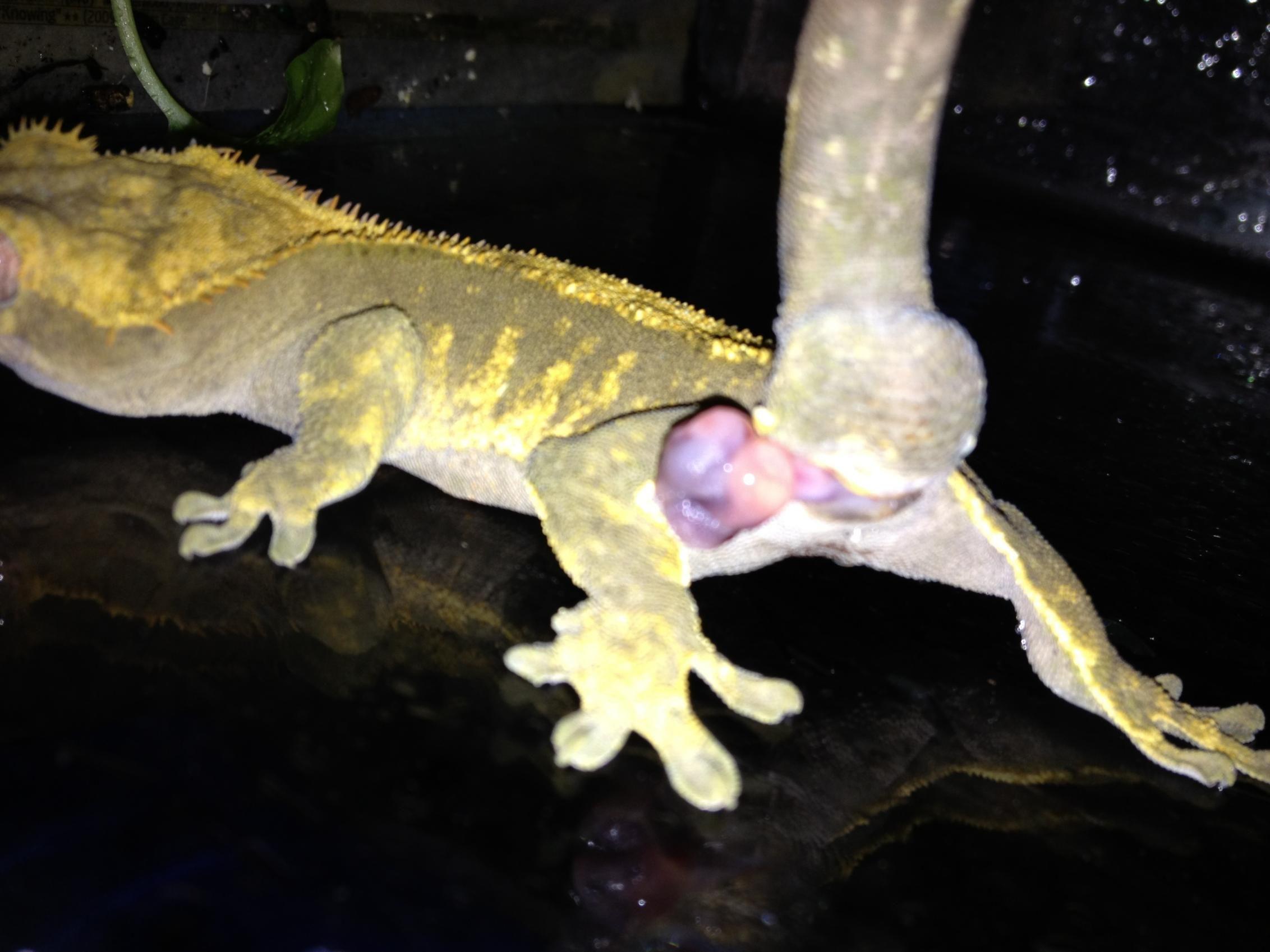 2264x1698 Gecko Prolapse, please help *Warning Graphic Pics*
