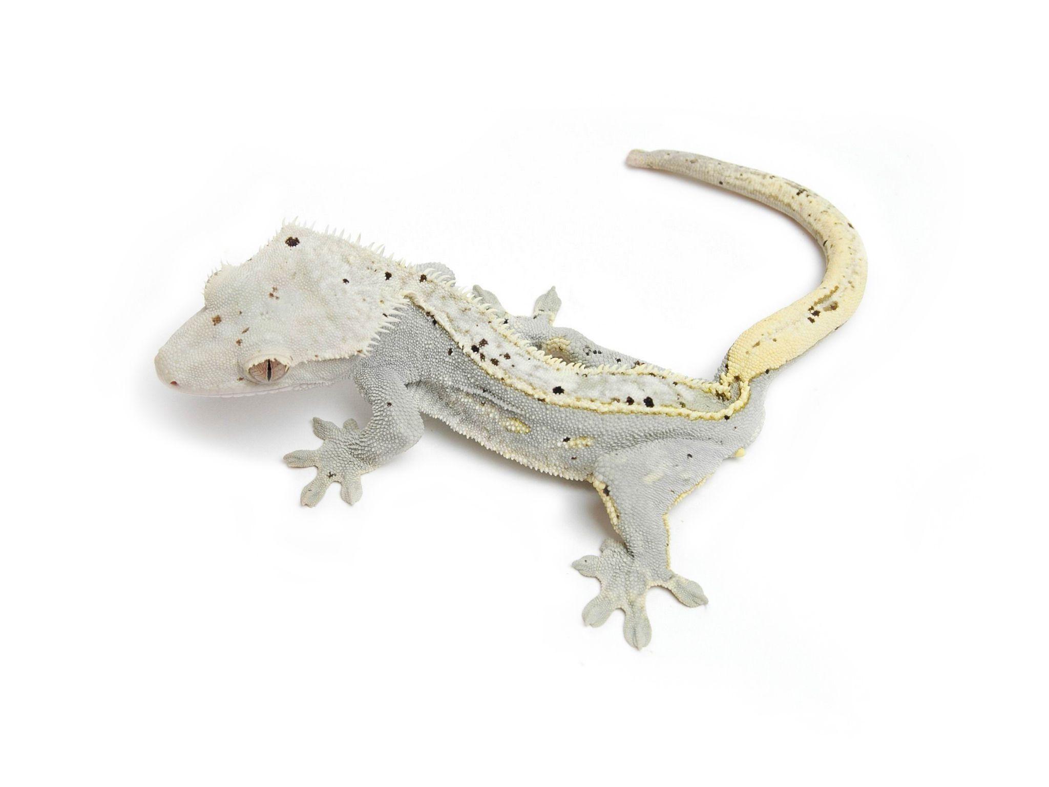 2048x1536 Pinstripe Moonglow. Reptiles pet, Cute reptiles, Reptiles