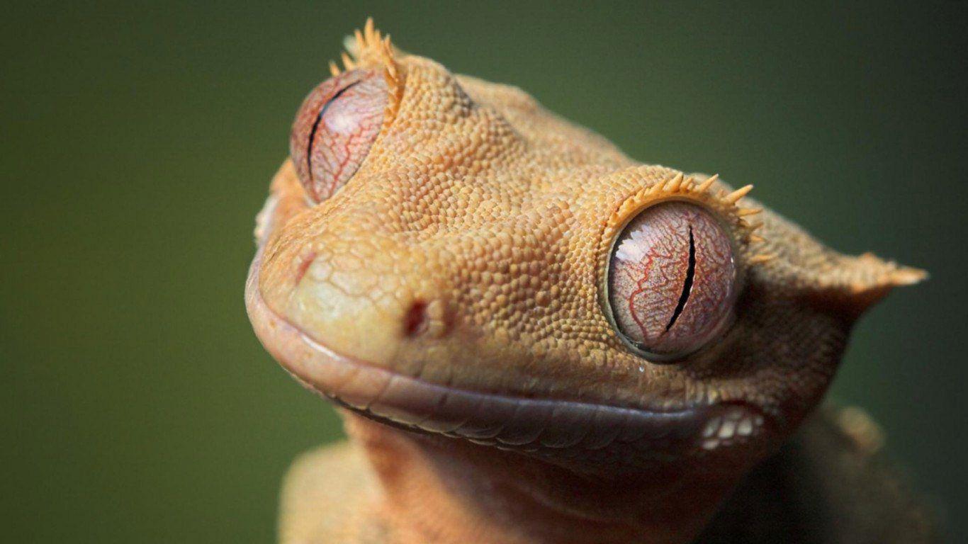 1366x768 Gecko Wallpaper. Gecko Lizard Wallpaper, Leopard Gecko Wallpaper and Gecko Wallpaper