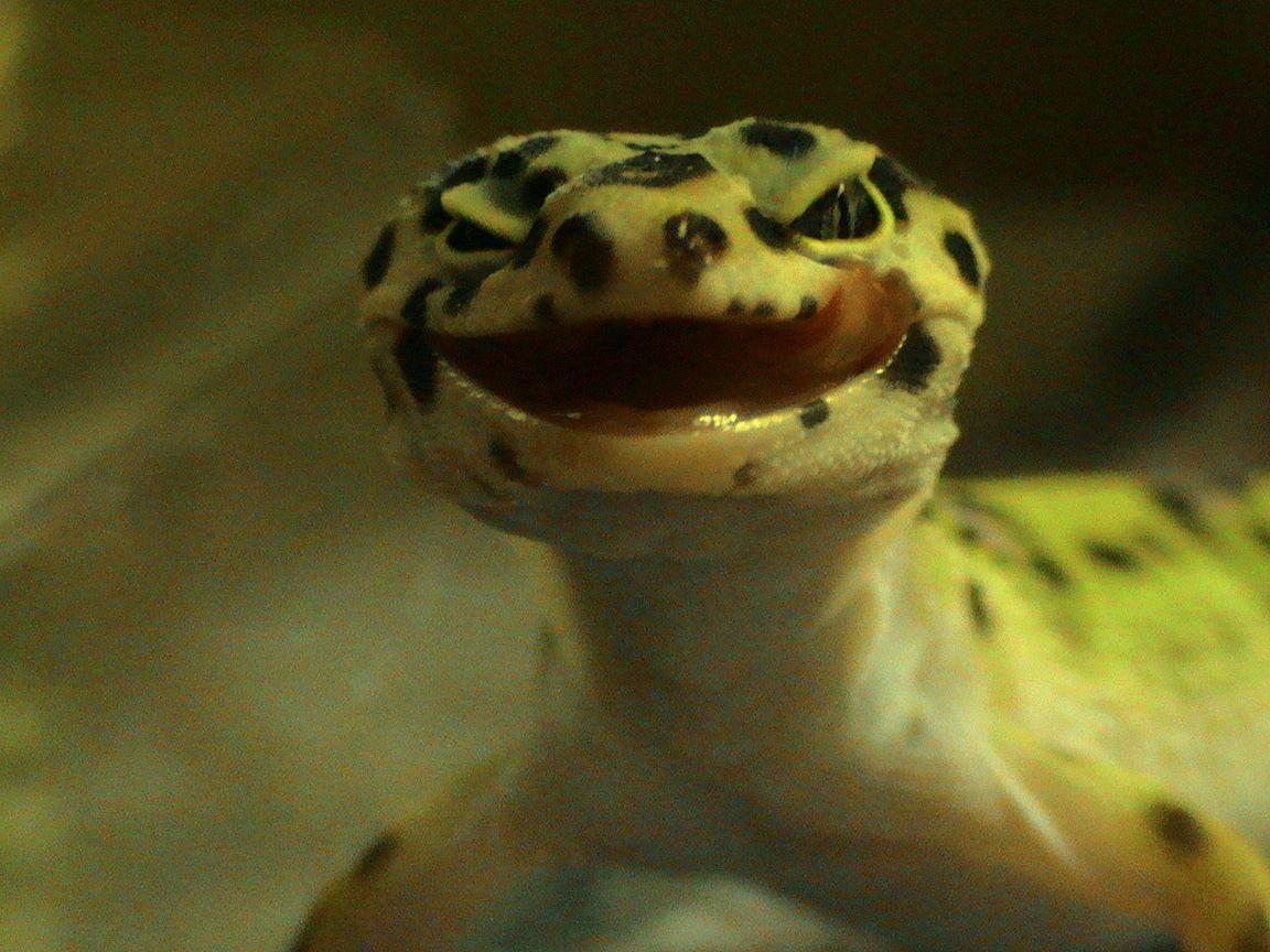 1152x864 Leopard Gecko S <3