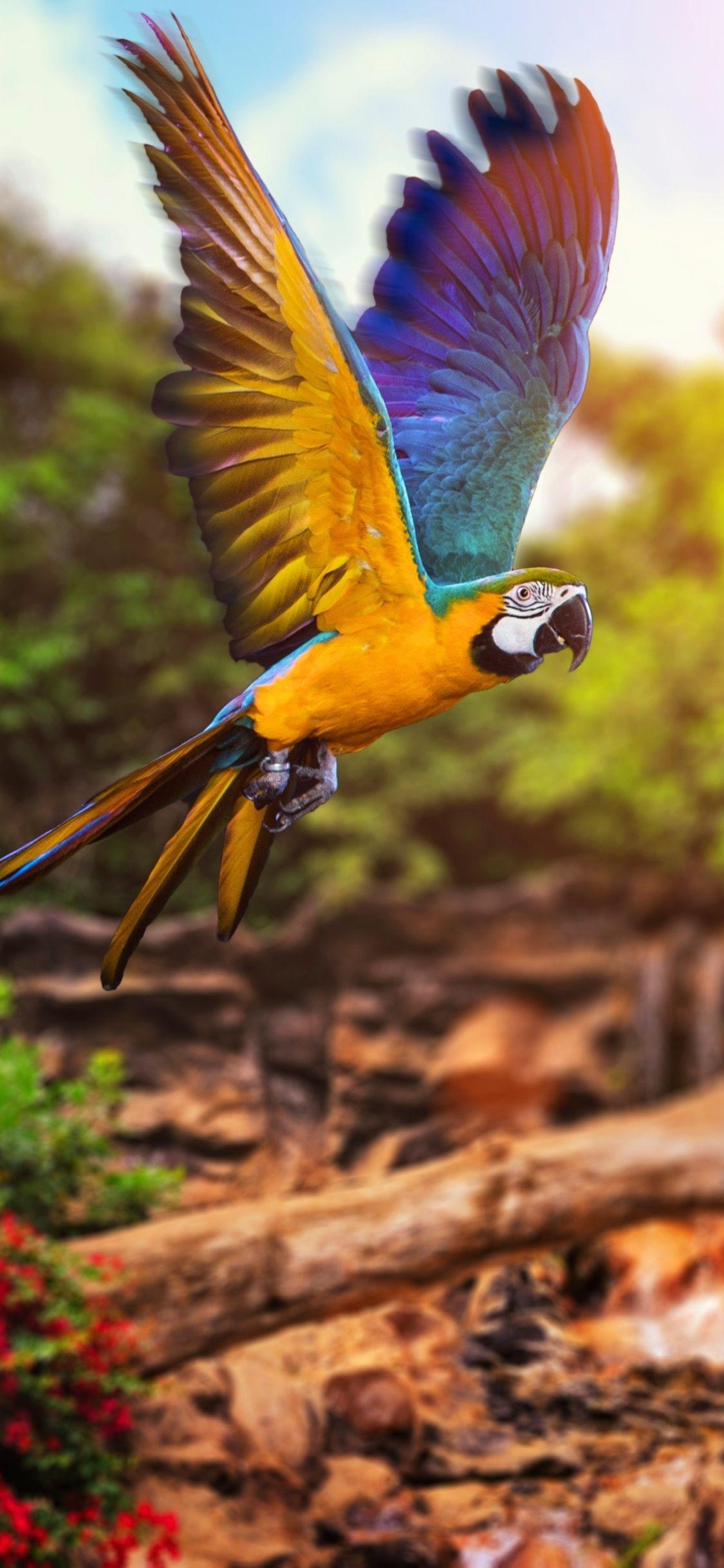 1125x2436 Macaw Fly HD mobile Wallpaper. Parrot. Parrot, Beautiful wallpaper, Beautiful birds