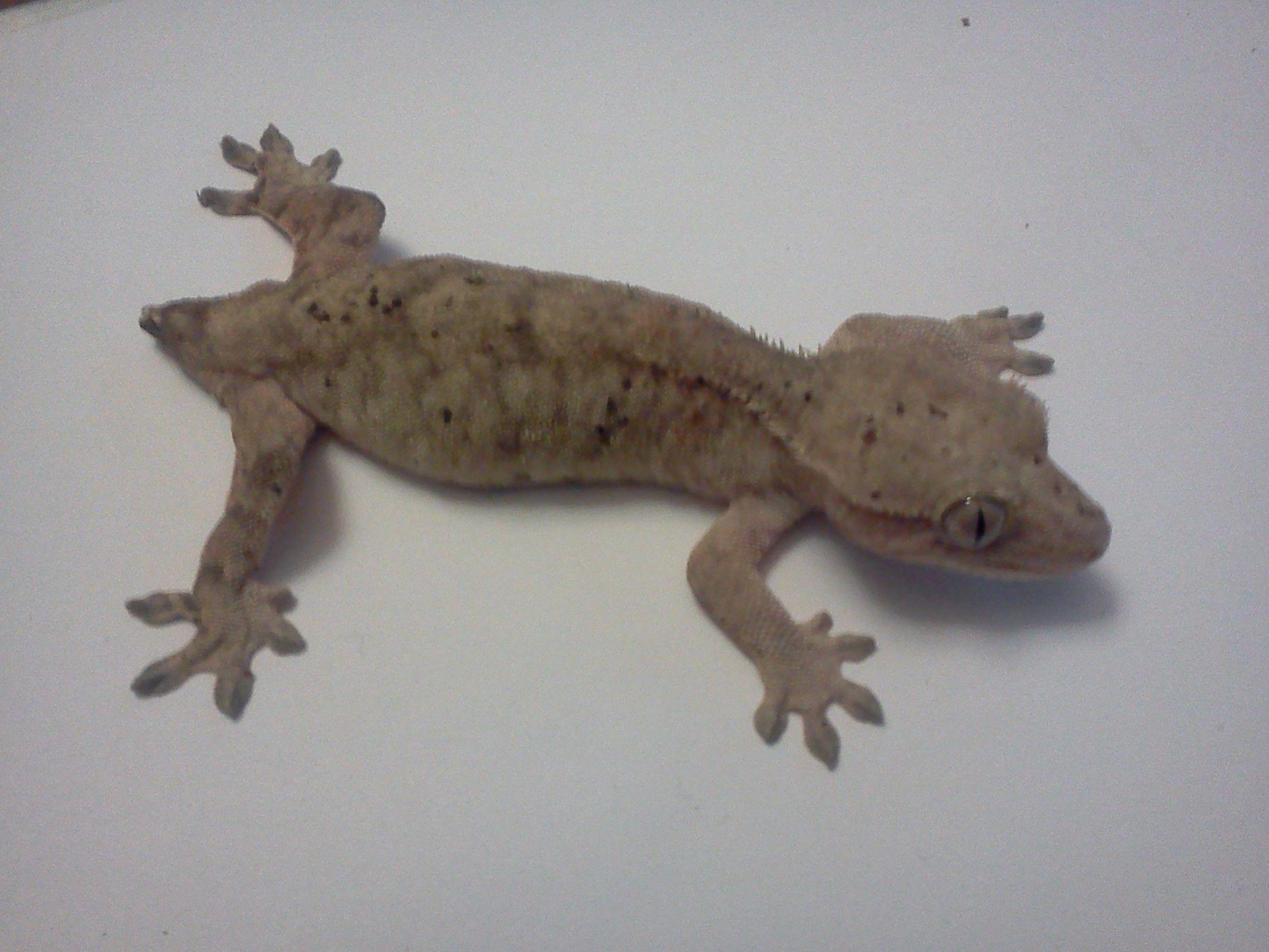 2048x1536 Crested Gecko Wallpaper
