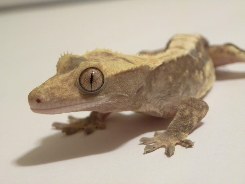 1024x768 Pics of my Crestie Family :) Pangea Forums Geckos & More