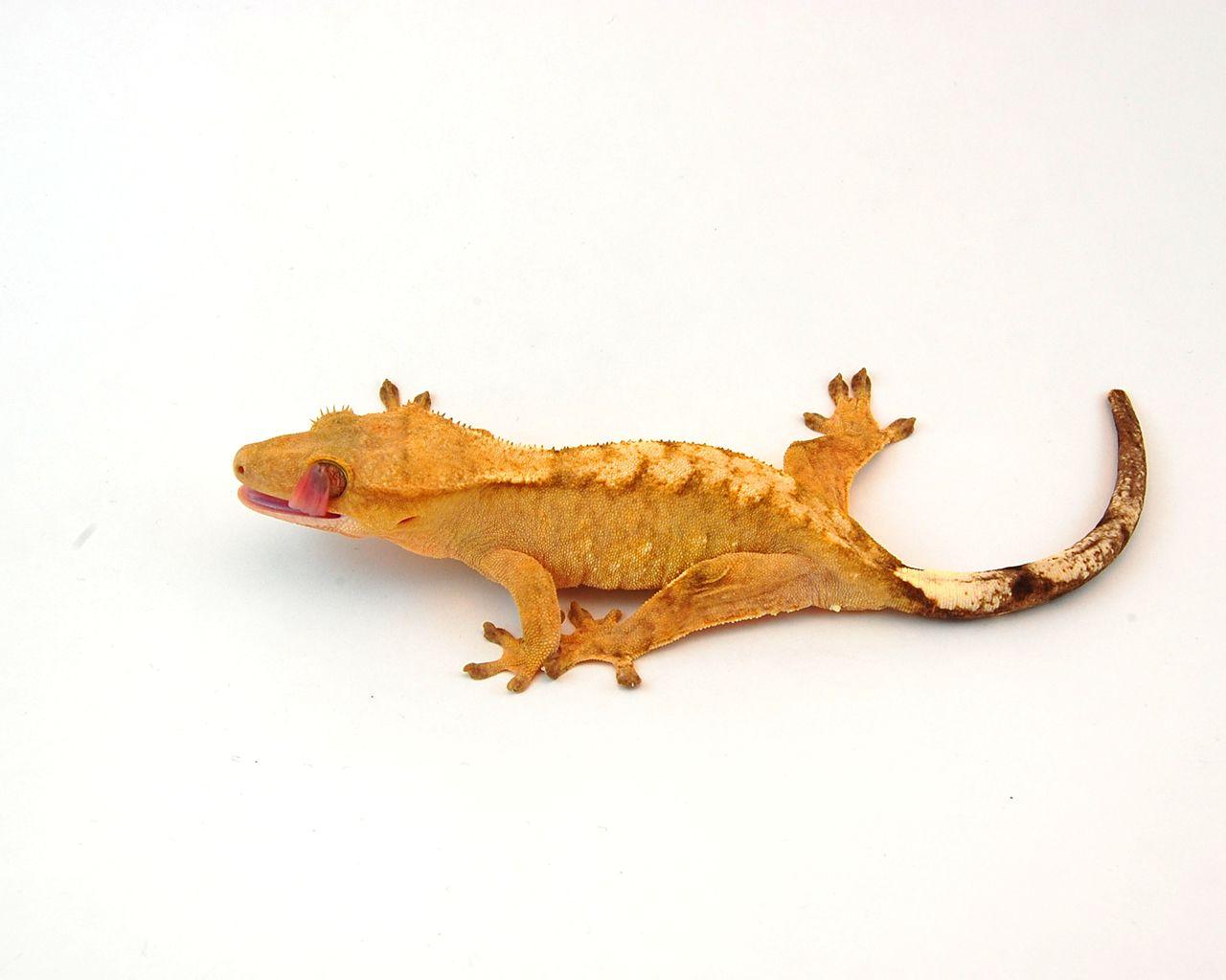 1280x1024 Crested Gecko Why Do Not Eating