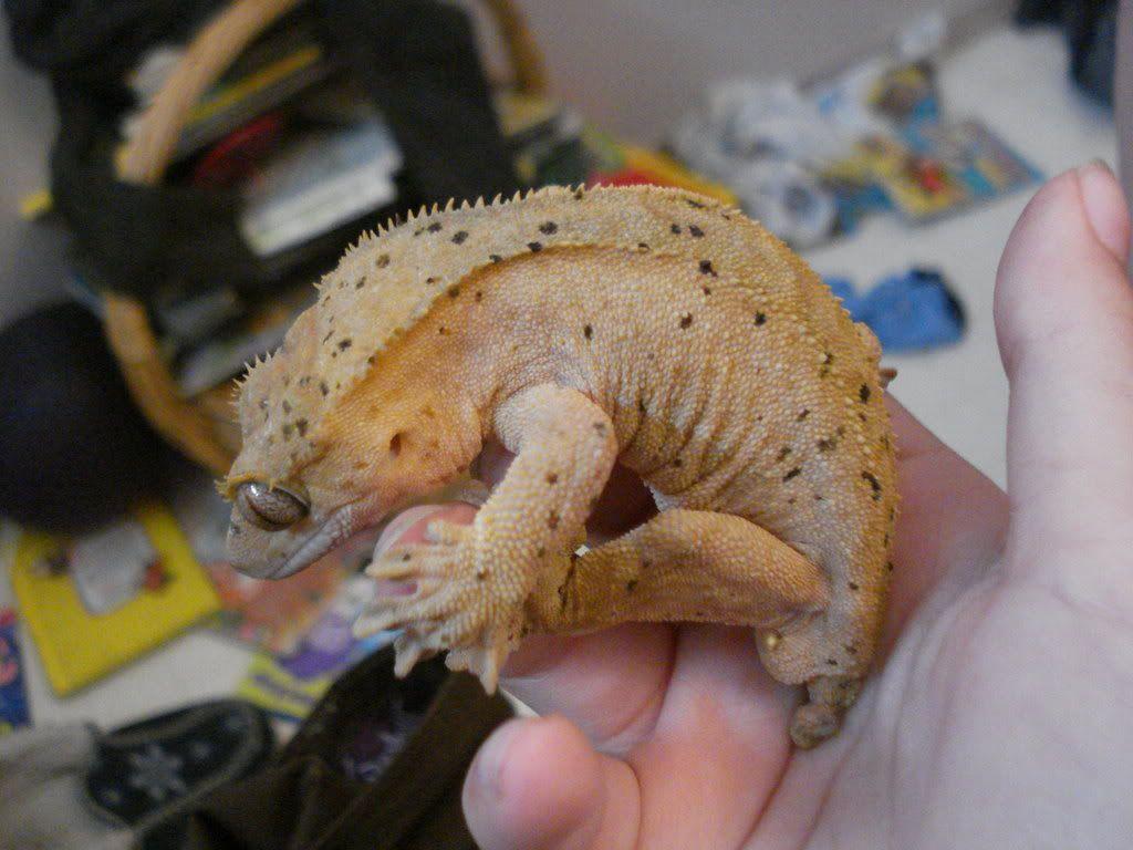 1024x768 Cypress, The Crested Gecko (With pics =o) Pangea Forums Geckos & More