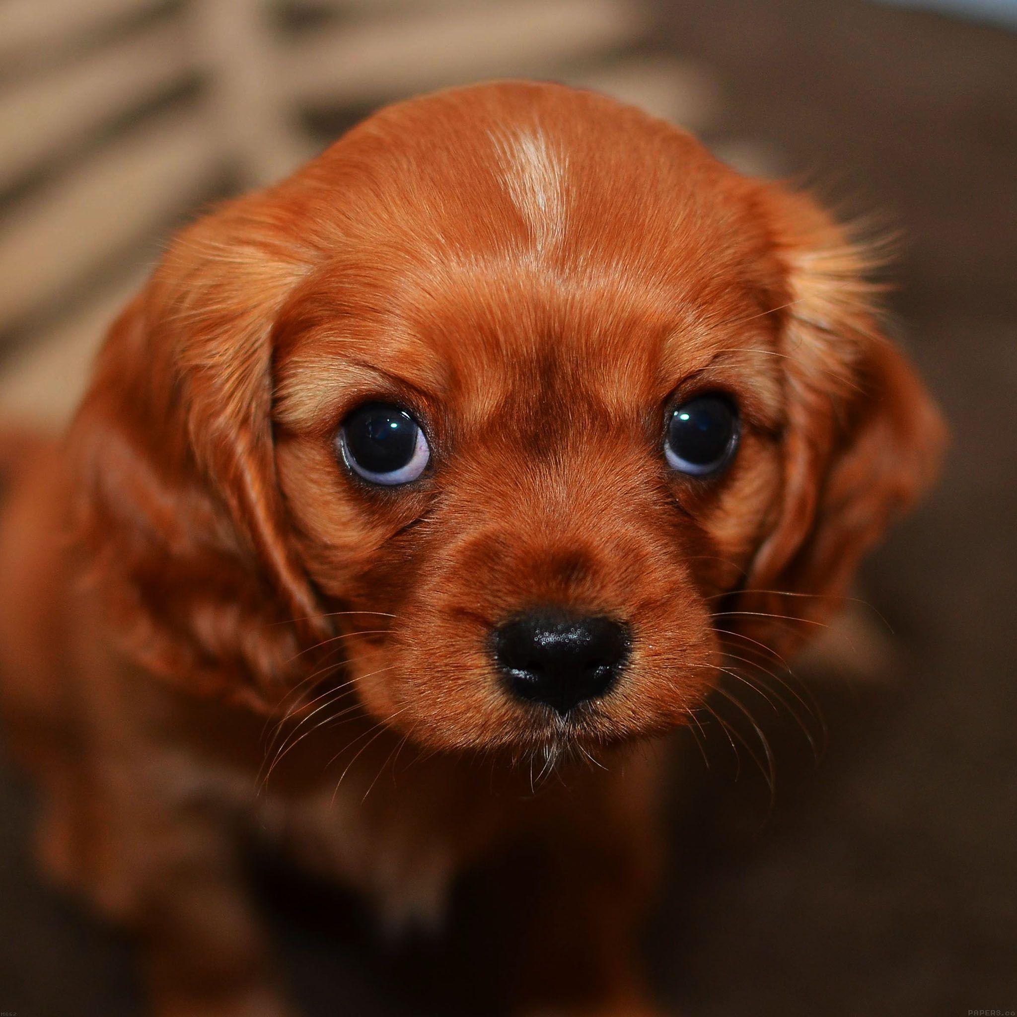 2048x2048 iPhone Cute Dog Wallpaper Cartoon