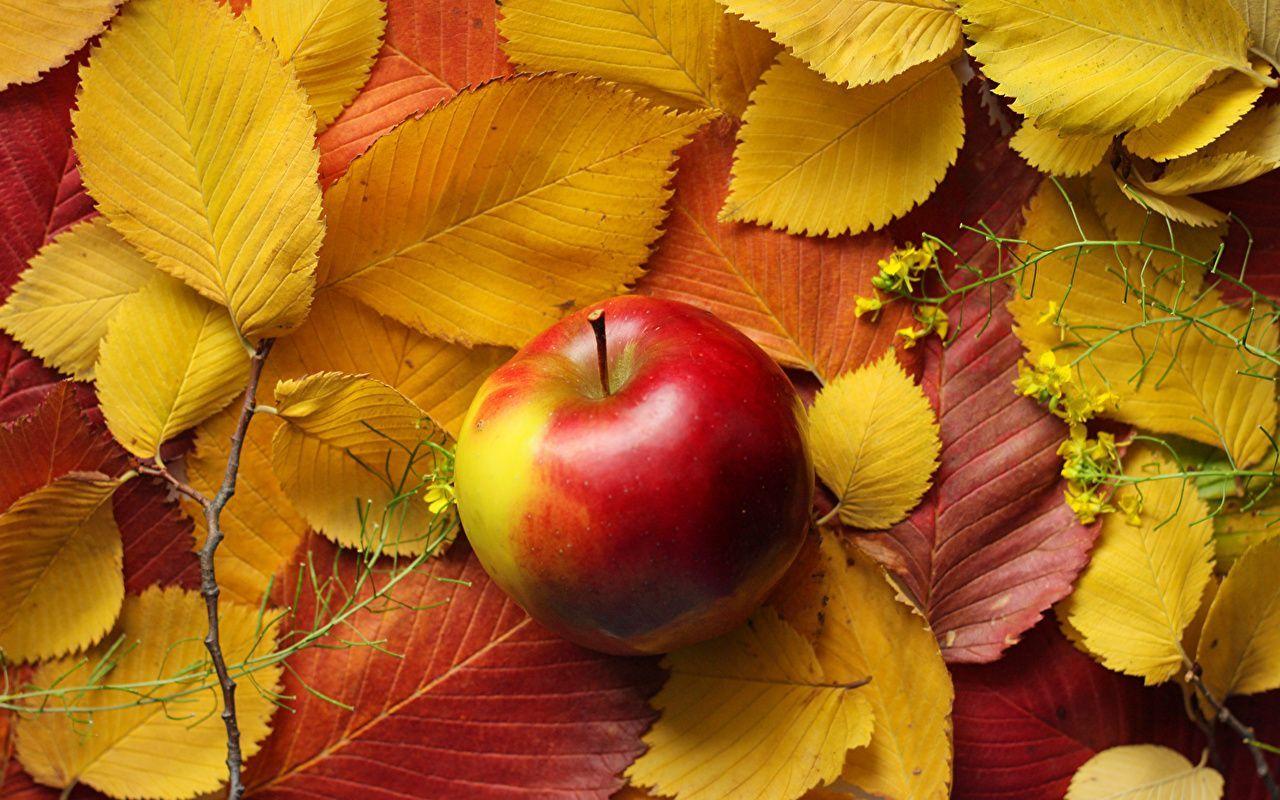 Fall Apples Wallpapers - Top Free Fall Apples Backgrounds - WallpaperAccess