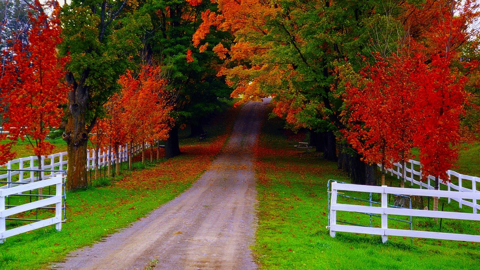 1920x1080 Fall Nature Background