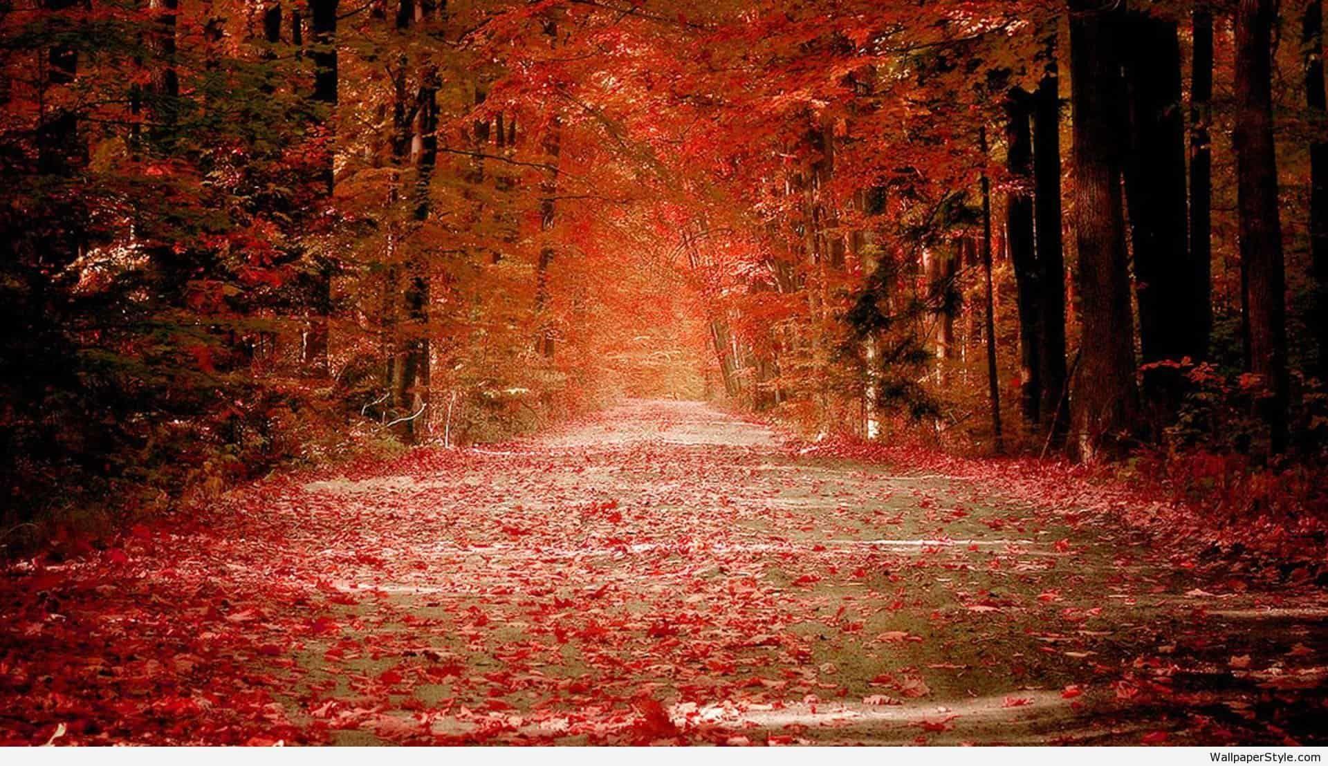 1920x1108 Fall Nature Background