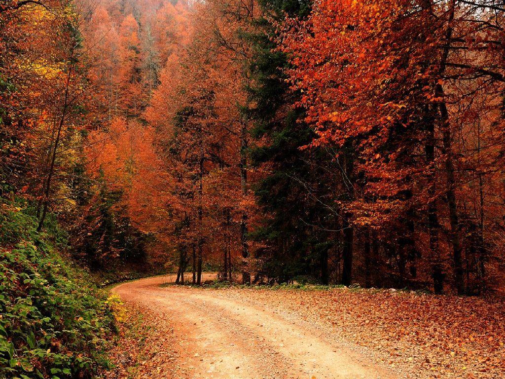 1024x768 Fall Nature Wallpaper