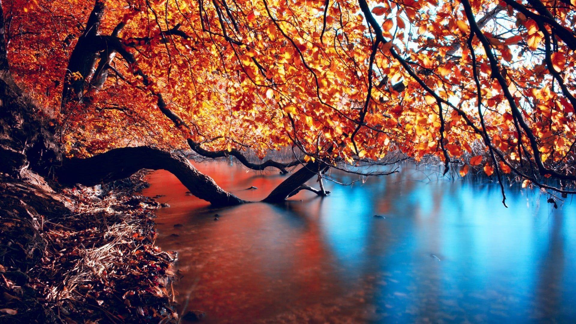 1920x1080 Desktop wallpaper autumn, nature, lake, reflections, submerged branches of trees, HD image, picture, background, 24d0dd