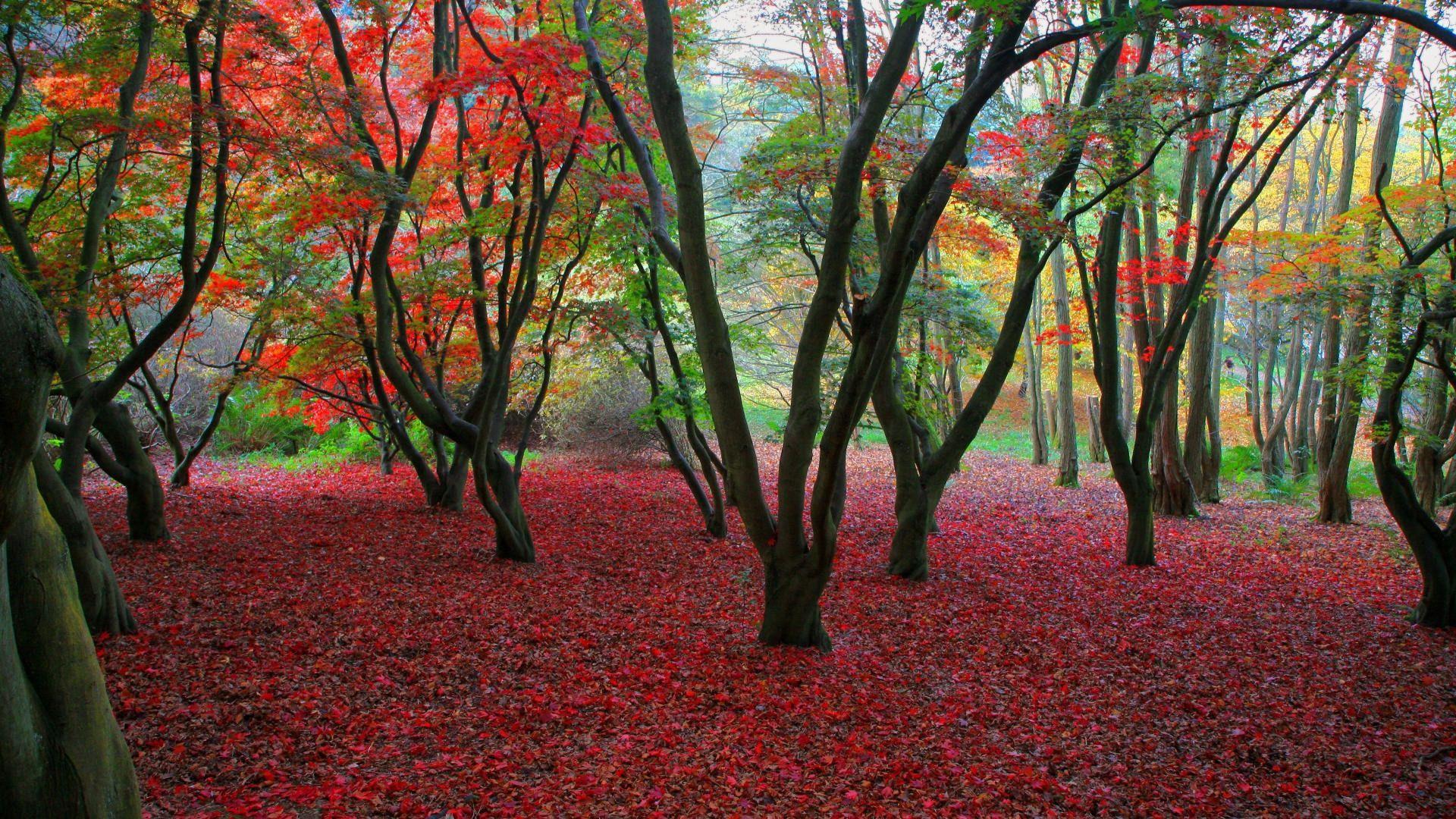 1920x1080 Nature: Autumn, desktop wallpaper nr. 59430