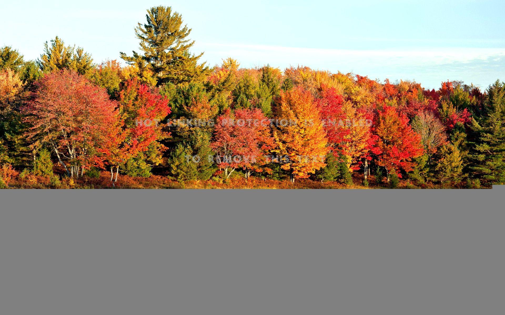 1920x1200 High Resolution Nature Desktop Background Fall .