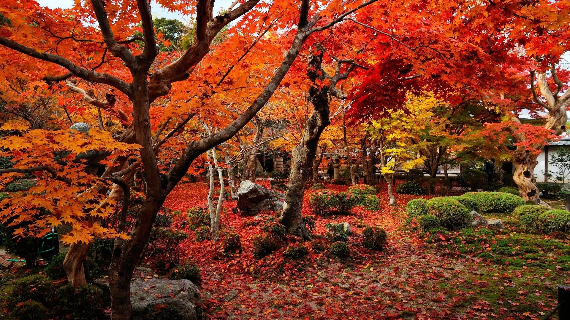 1920x1080 Autumn Color Desktop Background. Beautiful Widescreen Desktop Wallpaper, Desktop Wallpaper and Naruto Desktop Background