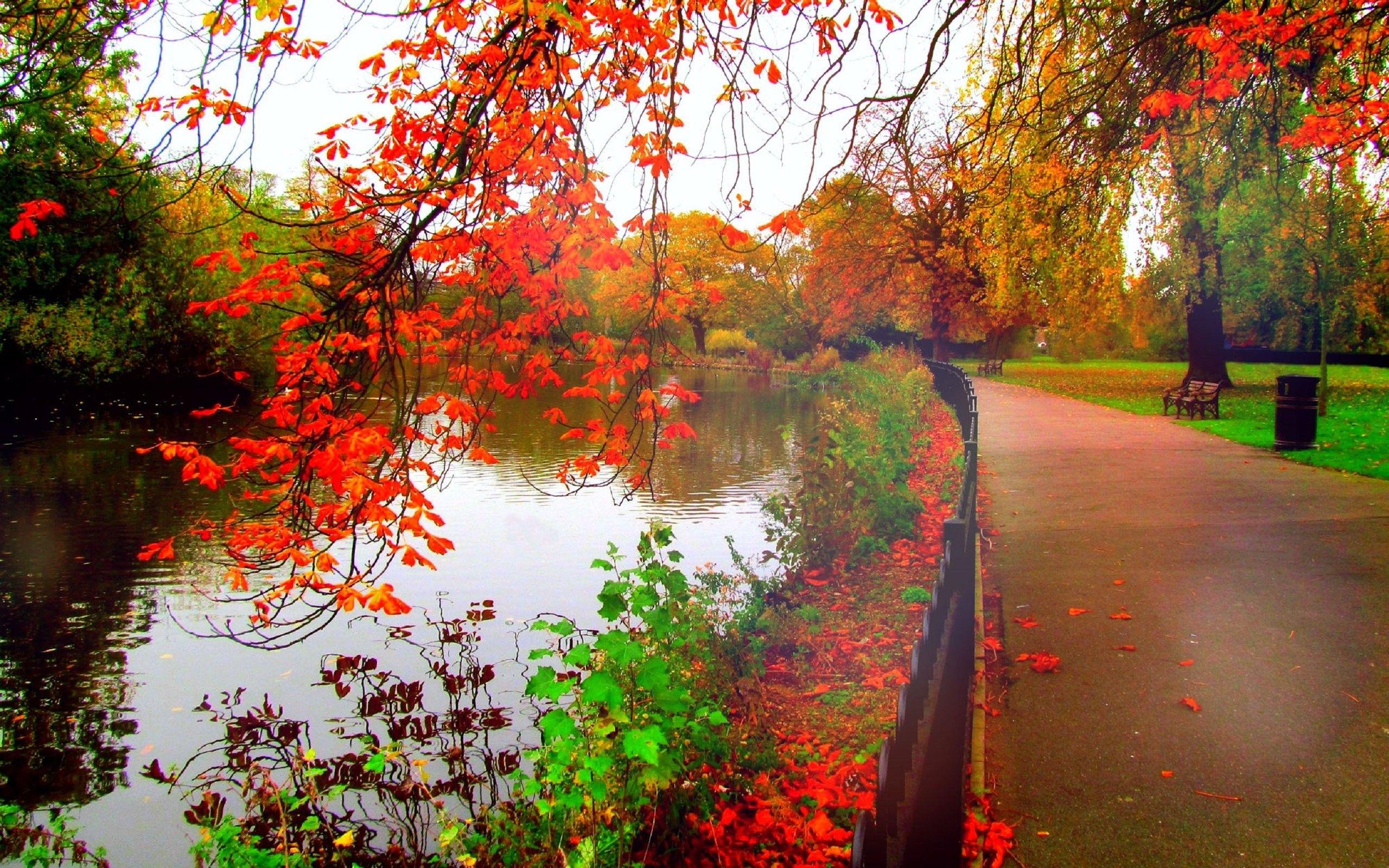 2560x1600 Nature, Landscape, Widescreen, download HD Wallpaper, Tree High Definition, autumn, Forest, Desktop Wallpaper, Leaves, Landscape, Fall, Beautiful Nature