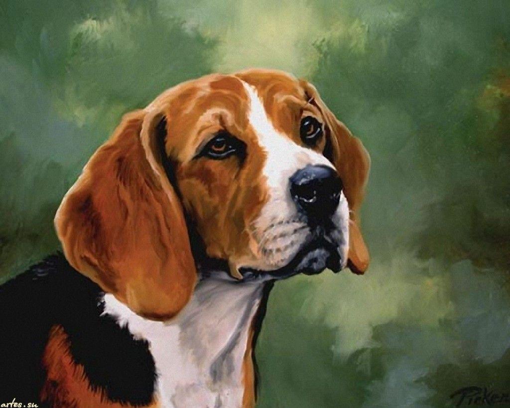 1024x819 Beagle Wallpaper Wallpaper Inn. Beagle art, Dog drawing, Dog paintings