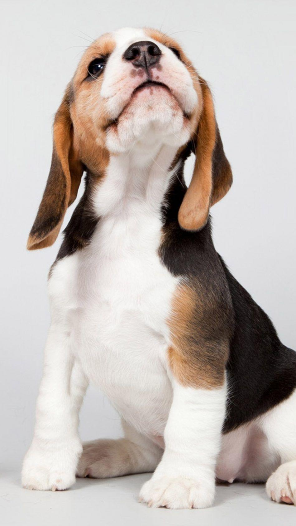 950x1689 Puppy Looking Up 4K Ultra HD Mobile Wallpaper. Cute beagles, Puppies, Cute baby animals