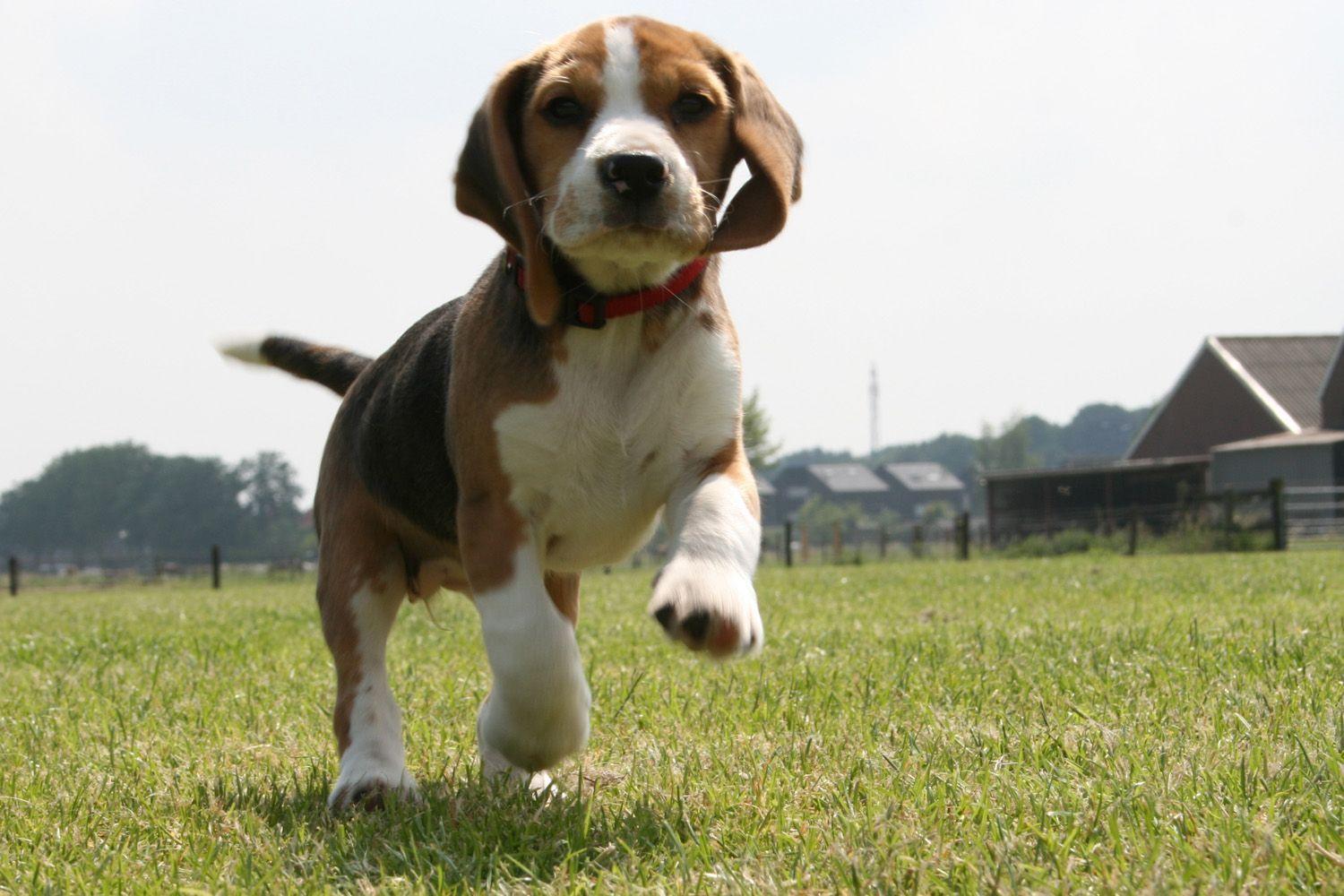 1500x1000 Beagle Wallpaper. Beagle Puppy Wallpaper, Beagle Wallpaper and Beagle Hunting Wallpaper