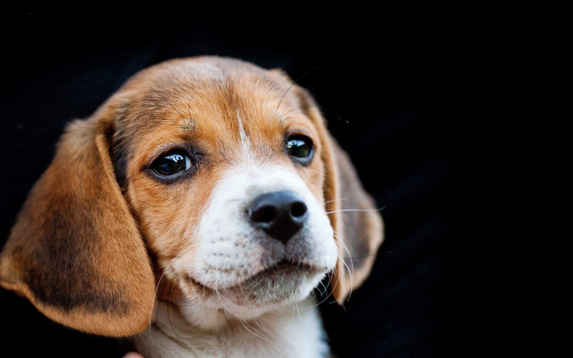 1920x1200 Beagle Wallpaper. Beagle Puppy Wallpaper, Beagle Wallpaper and Beagle Hunting Wallpaper
