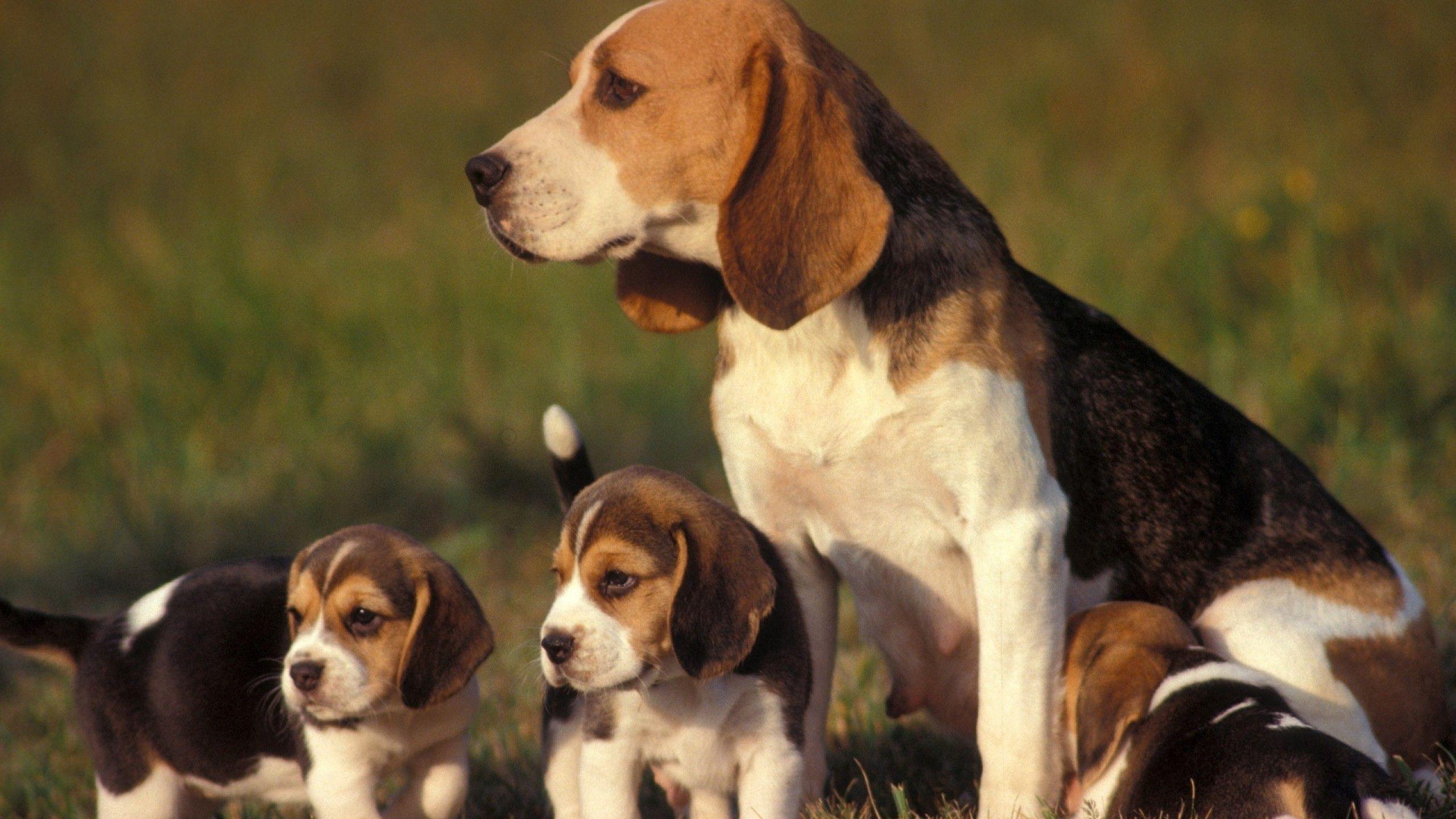 2560x1440 Wallpaper for Kindle Dog Beagles Baby .