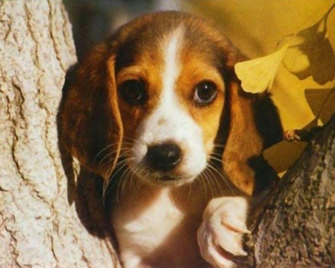 1280x1024 Beagle Puppy Dog High Resolution Wallpaper Image Full Puppy Wallpaper iPhone