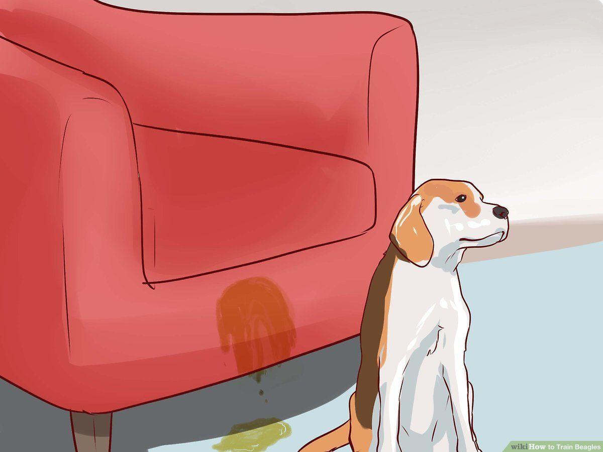 1200x900 How to Train Beagles (with Picture)