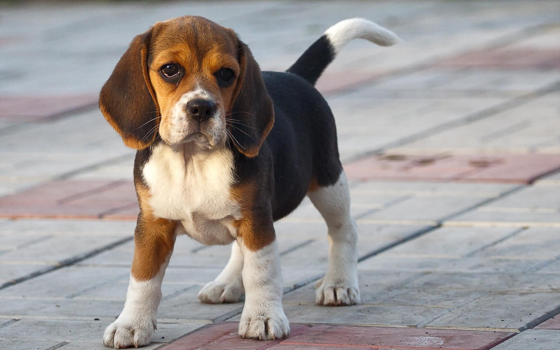 1920x1200 Very Beautiful Beagle Dog Photo And Image
