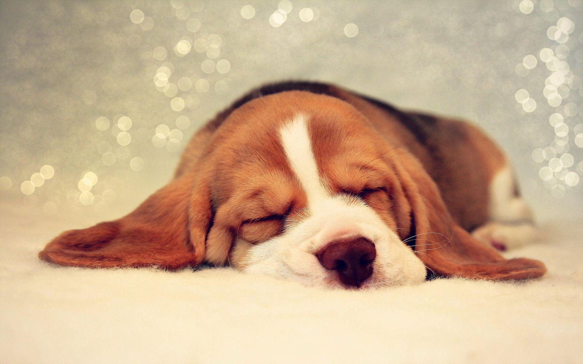 1920x1200 Beagle HD Wallpaper