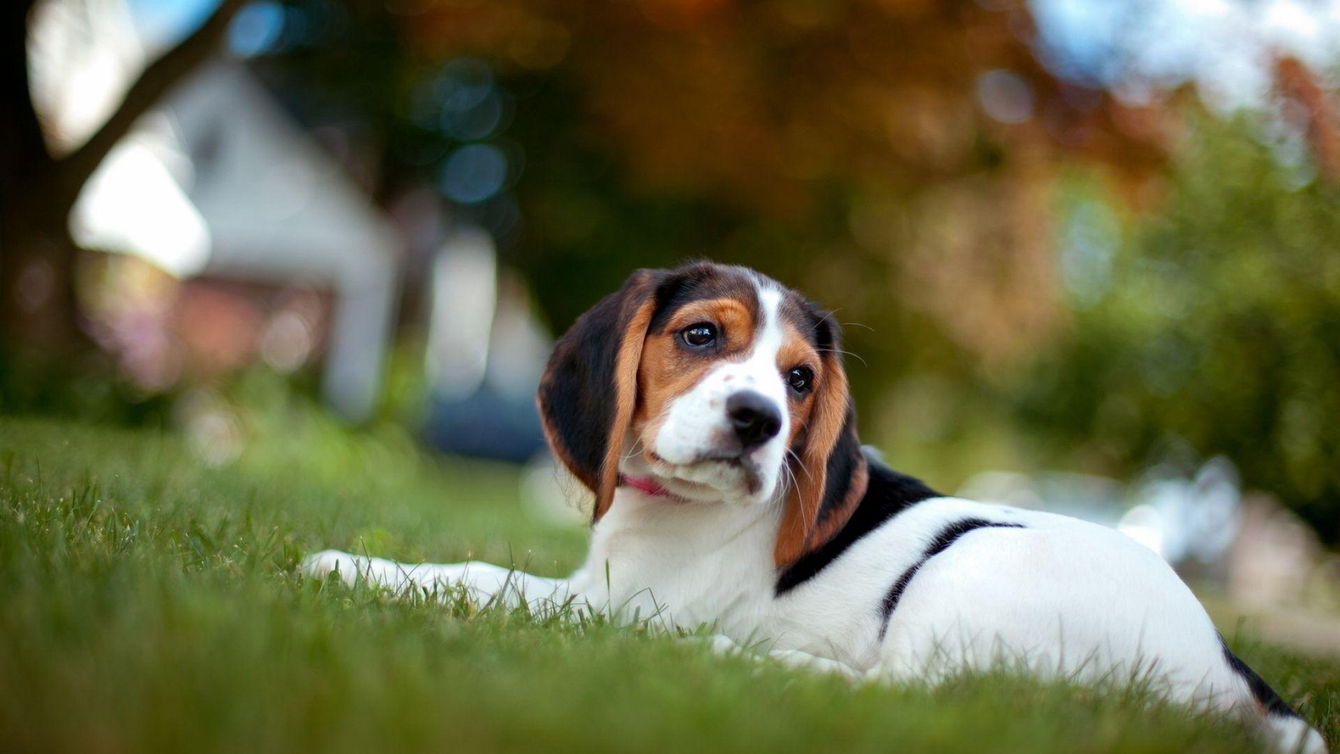 1920x1080 Beagle HD Wallpaper