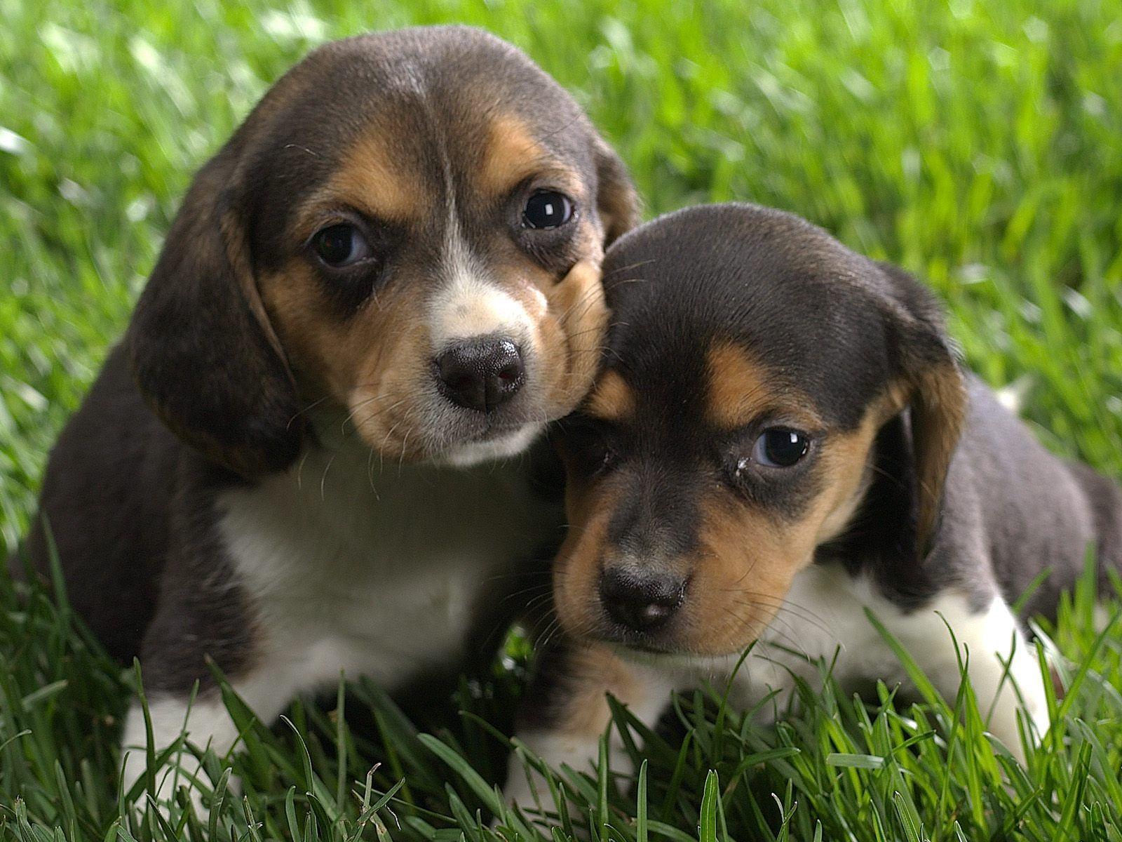 1600x1200 Animals: Beagle Puppies, picture nr. 41288