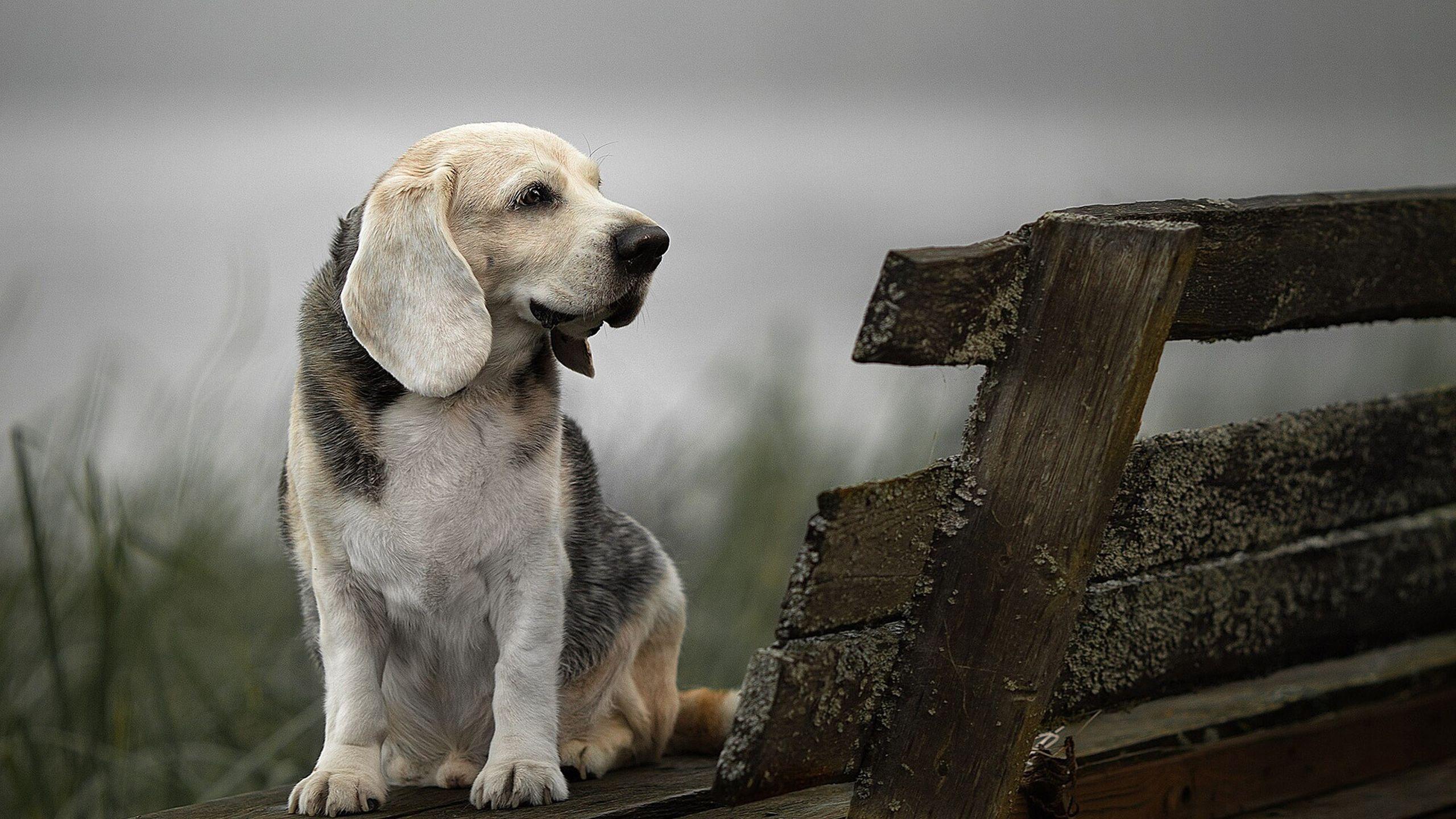 2560x1440 Beagle Dog Sitting on The Bench HD Wallpaper