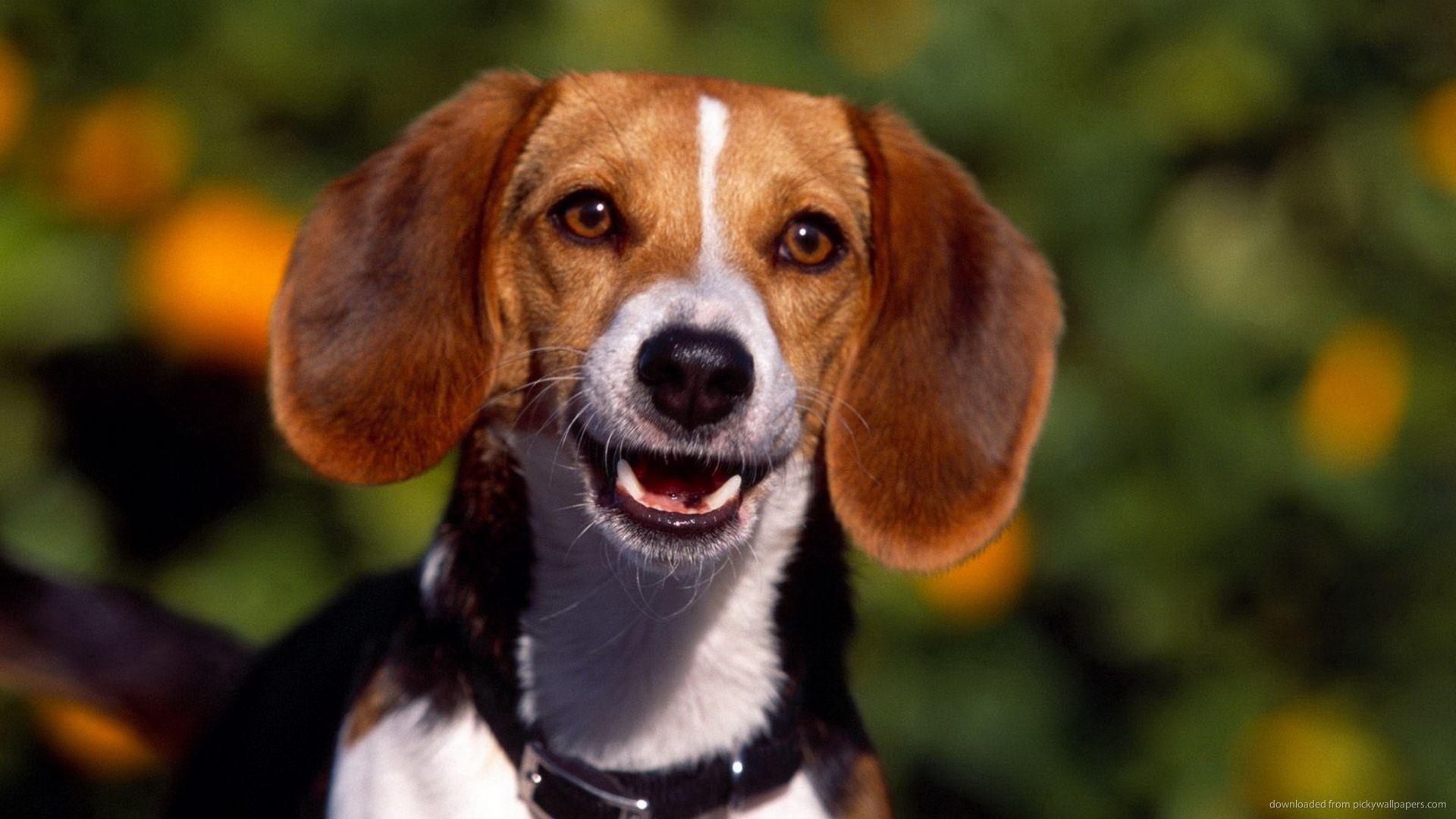 1920x1080 Wallpaper for Kindle Dog Beagles Baby .
