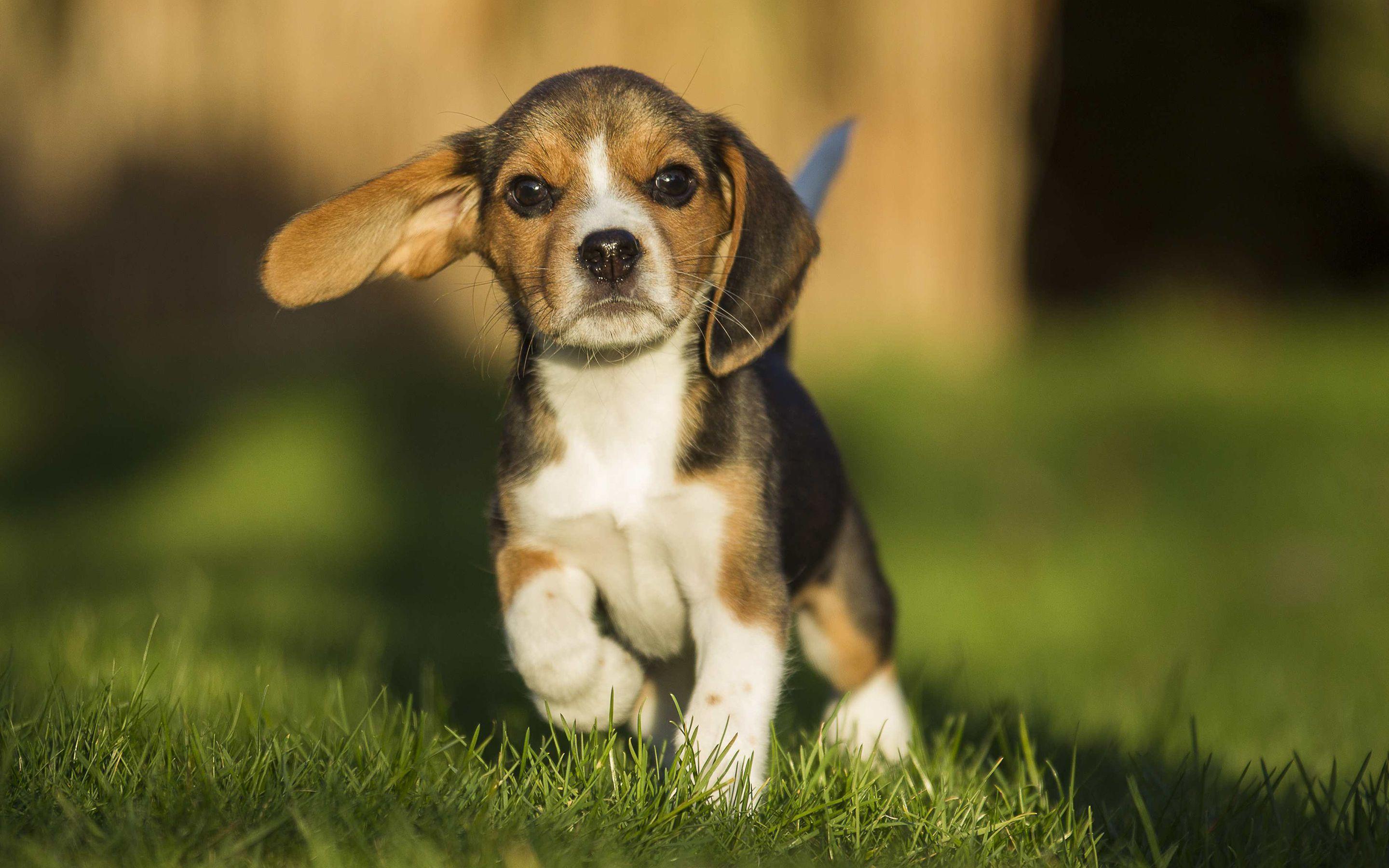 2880x1800 Beagle Wallpaper
