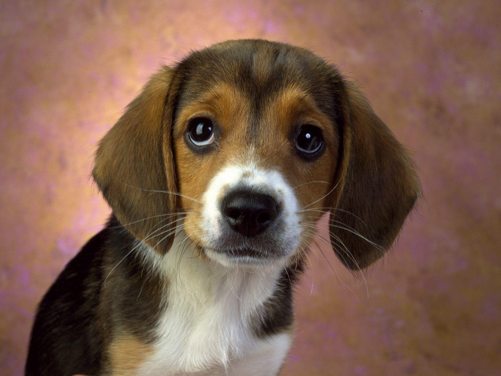 1600x1200 Animals: Puppy Eyes, Beagle, picture nr. 41921