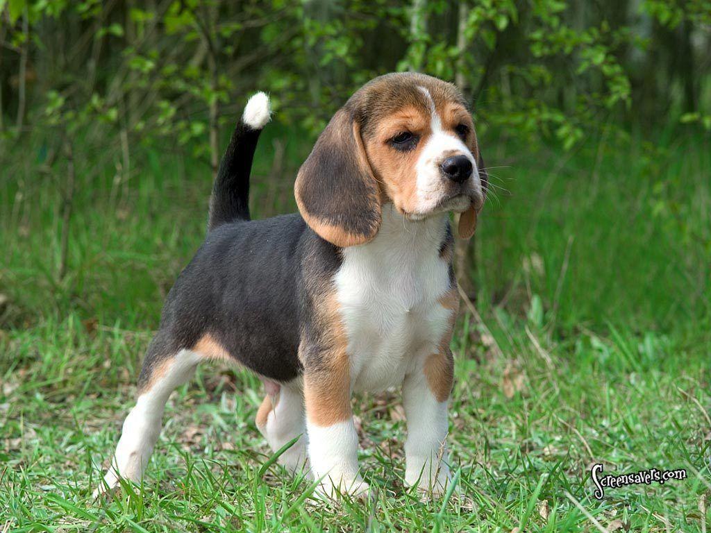 1024x768 Beagle Wallpaper. Beagle Puppy Wallpaper, Beagle Wallpaper and Beagle Hunting Wallpaper