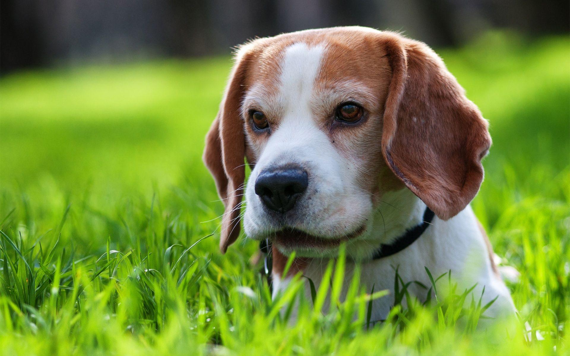 1920x1200 Beagle HD Wallpaper