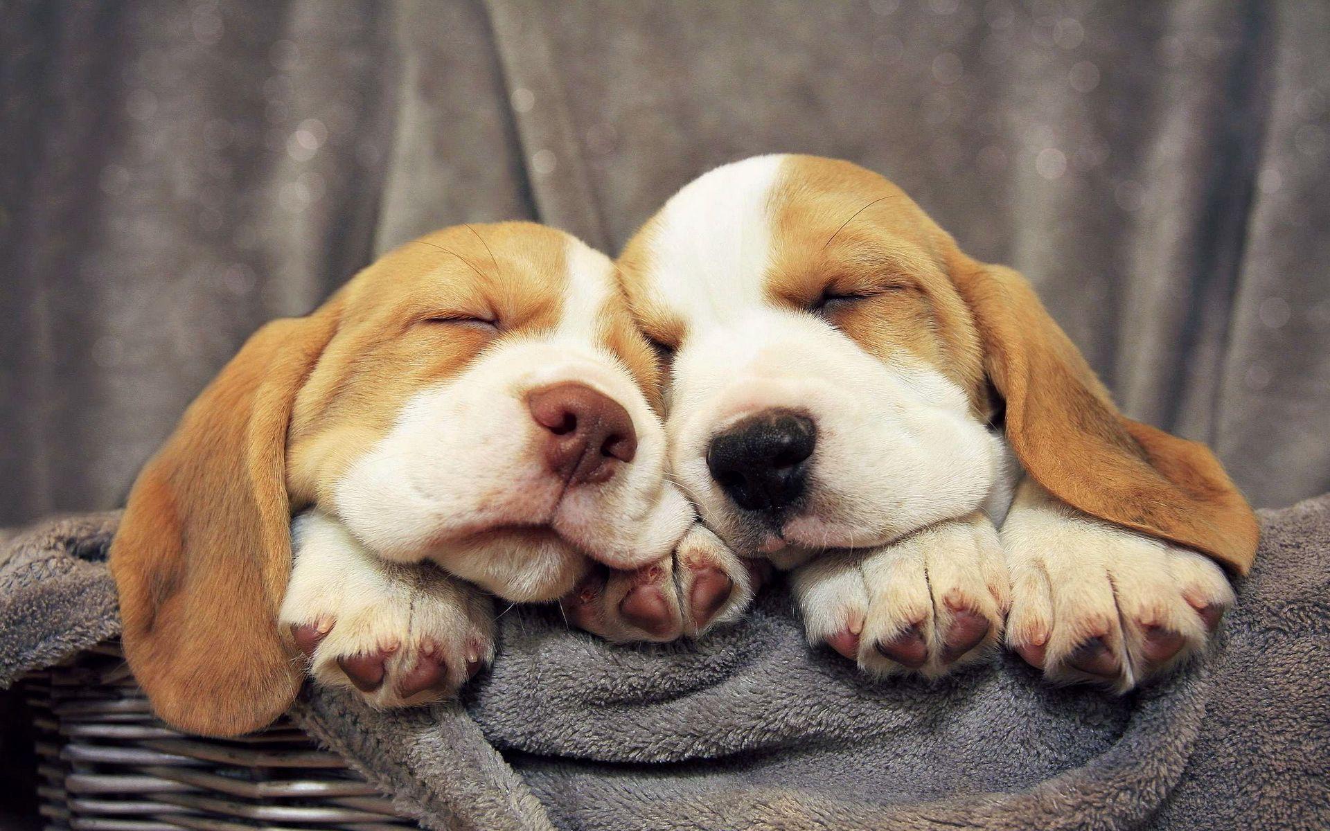 1920x1200 Beagle puppies