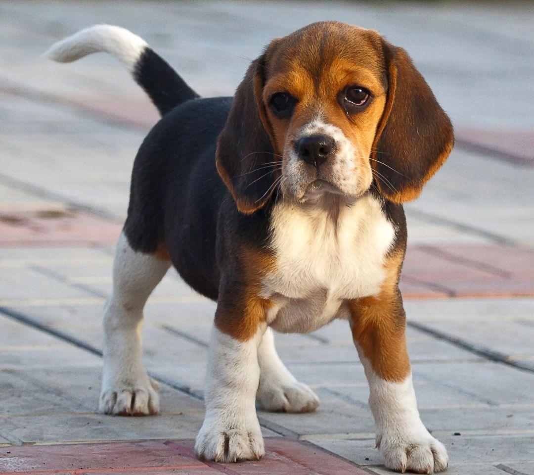 1080x960 Beagle Wallpaper for Lenovo S720