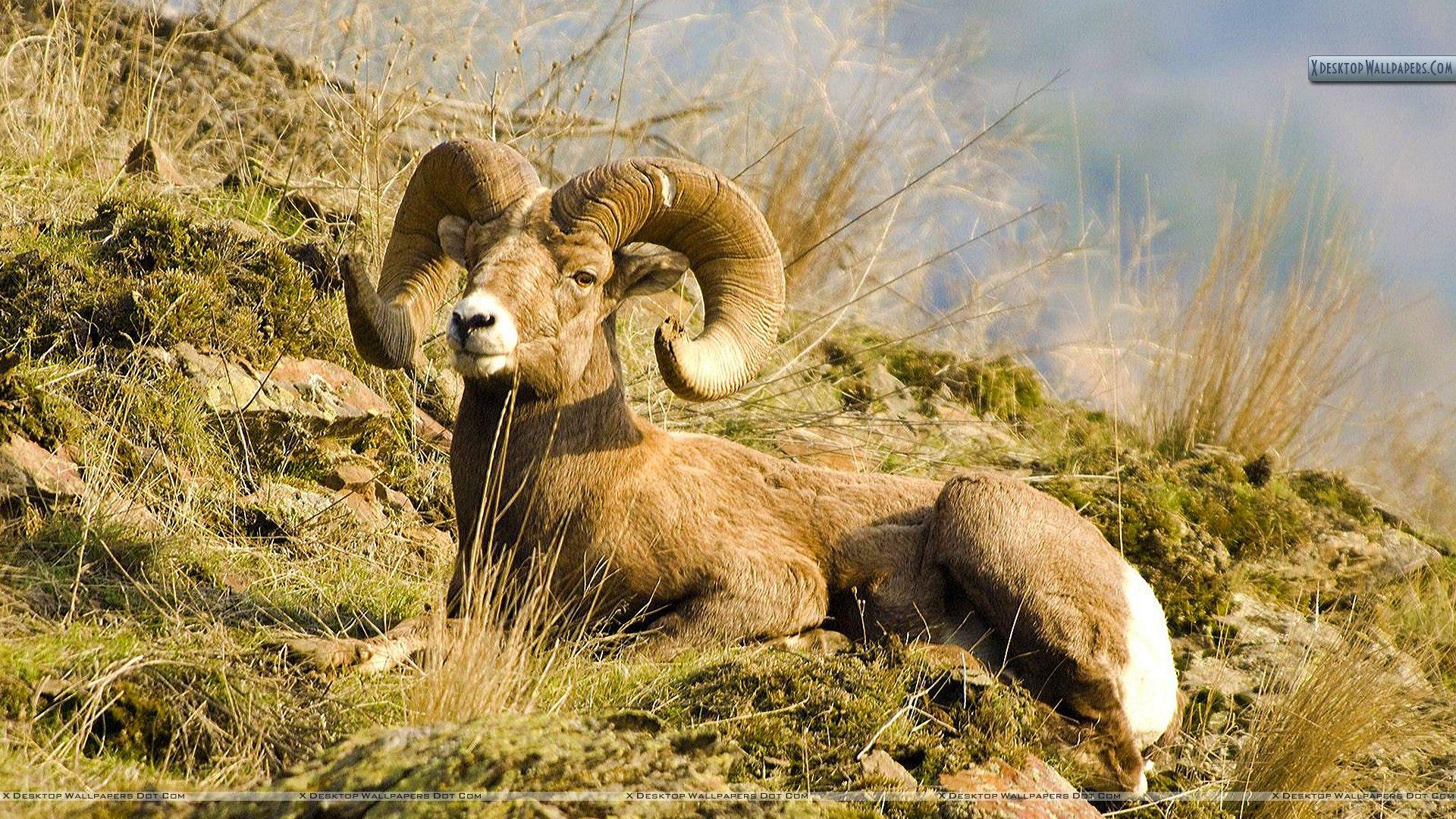 1920x1080 Rocky Mountain Bighorn Sheep Wallpaper Sheep Wallpaper iPhone HD Wallpaper