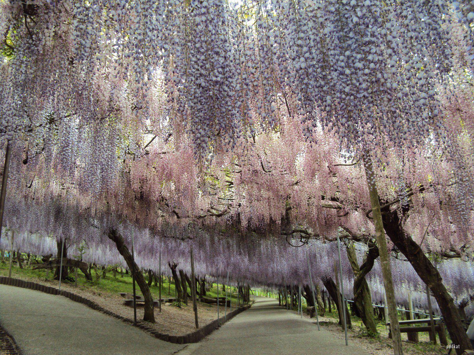 1600x1200 Beautiful Tree Tunnels of the World. Wisteria, Fuji and Japan