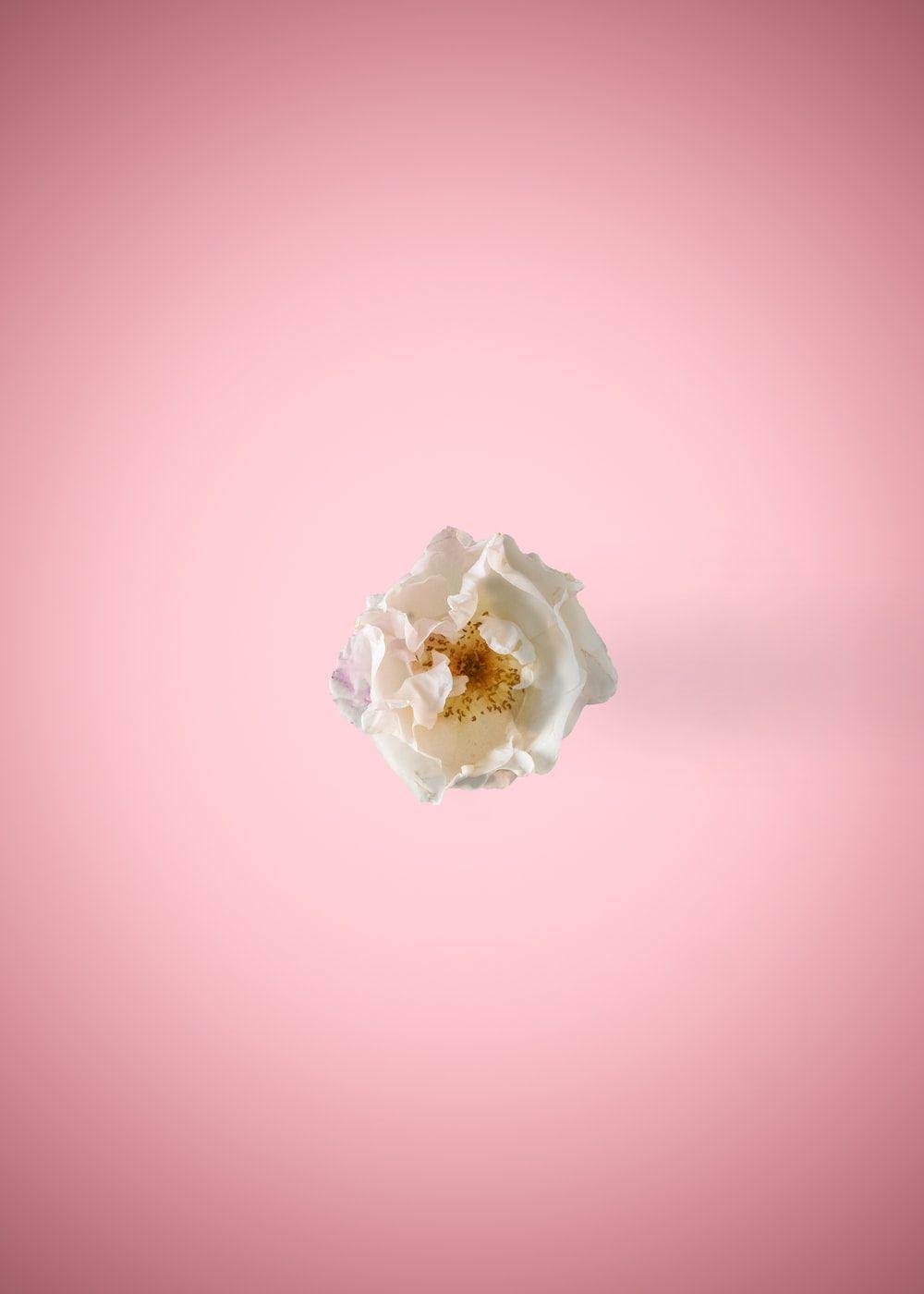 1000x1400 Pink And Yellow Picture. Download Free Image