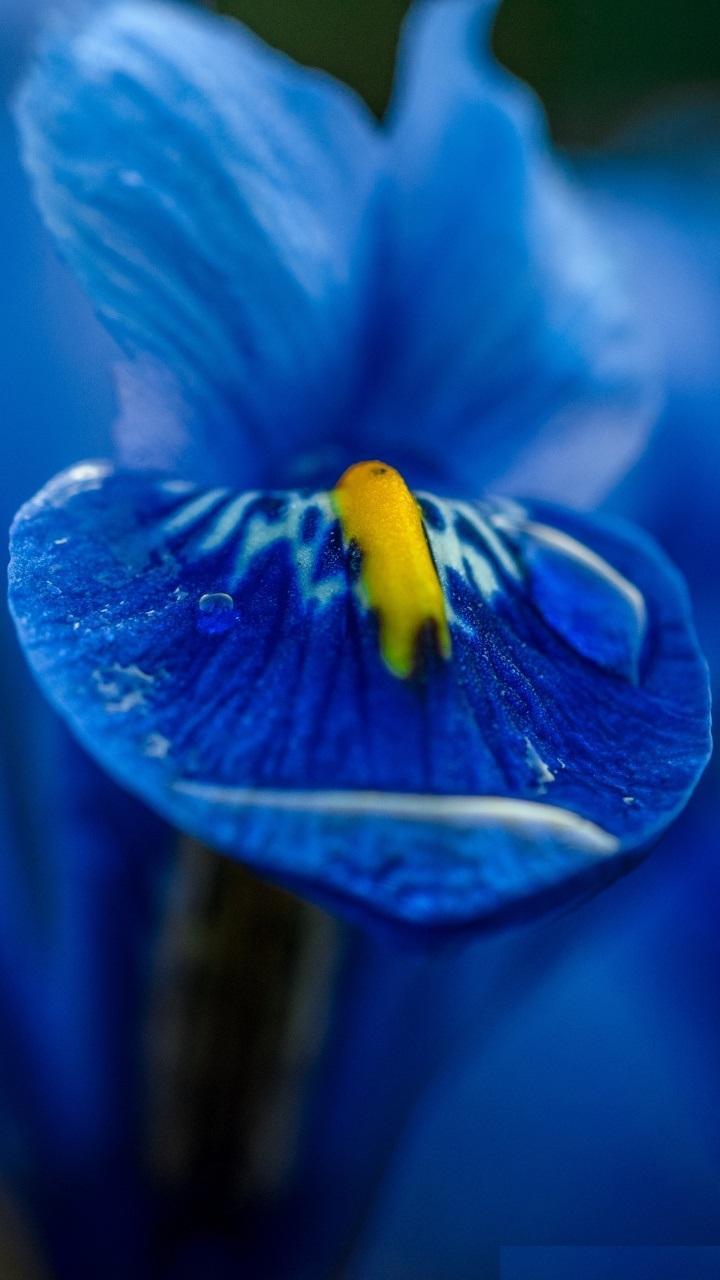720x1280 P9 lite Wallpaper for Android