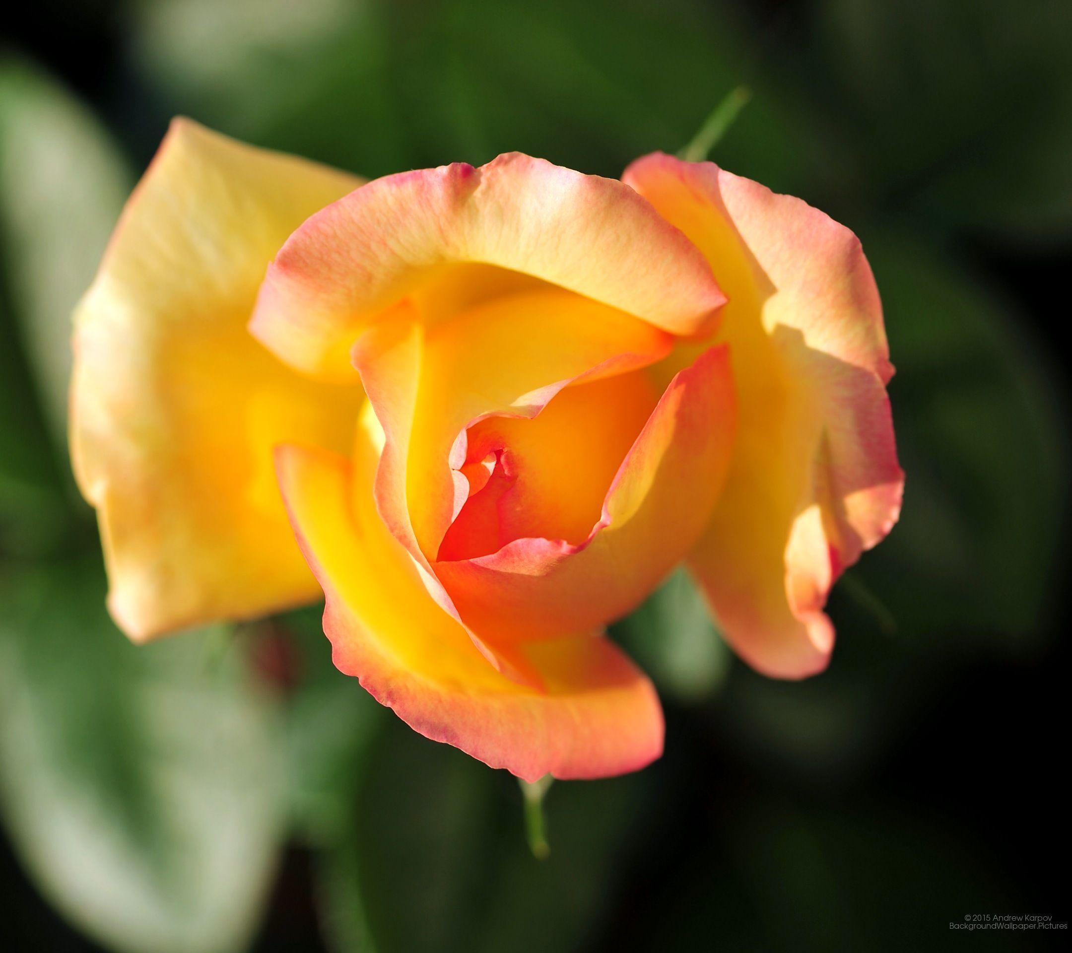 2160x1920 Huawei P9: Rose Flower wallpaper P9; Free wallpaper