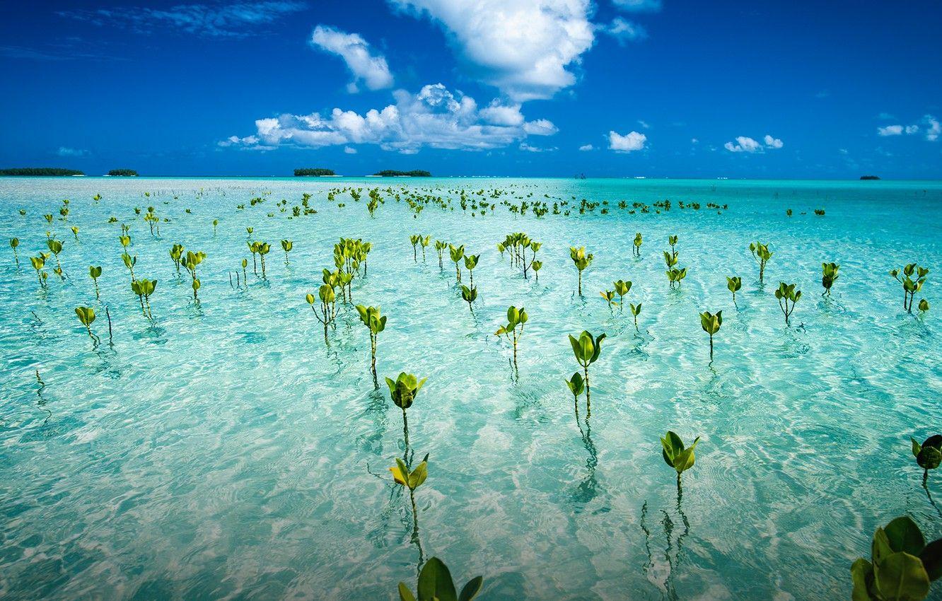 1332x850 Wallpaper about halfway between Hawaii and Australia, formerly known as the Ellice Islands, plants of Tuvalu in the water, located in Oceania, Tuvalu, Polynesian island country located in the Pacific O, Ellis