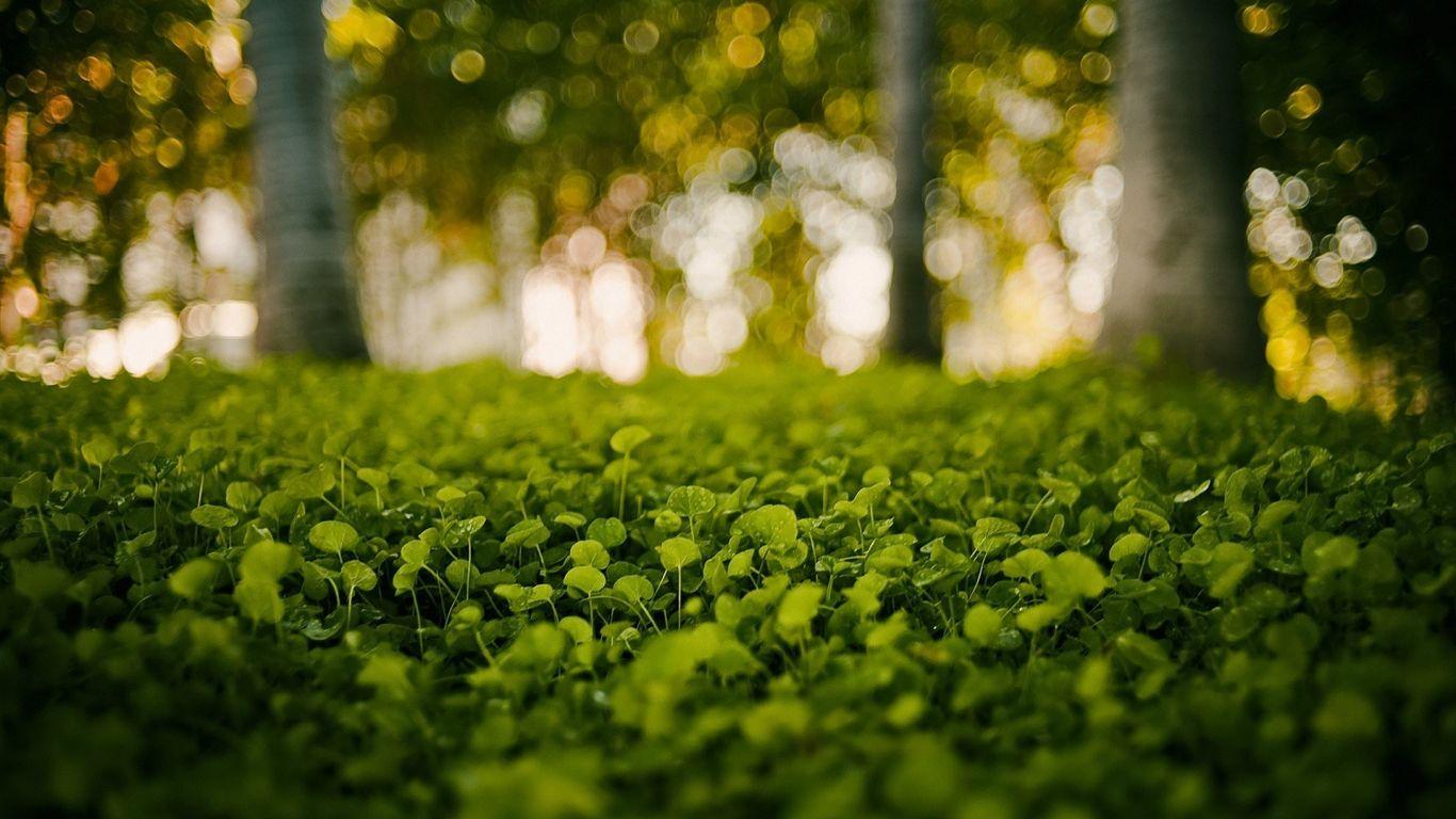 Green Blur Wallpapers - Top Free Green Blur Backgrounds - WallpaperAccess