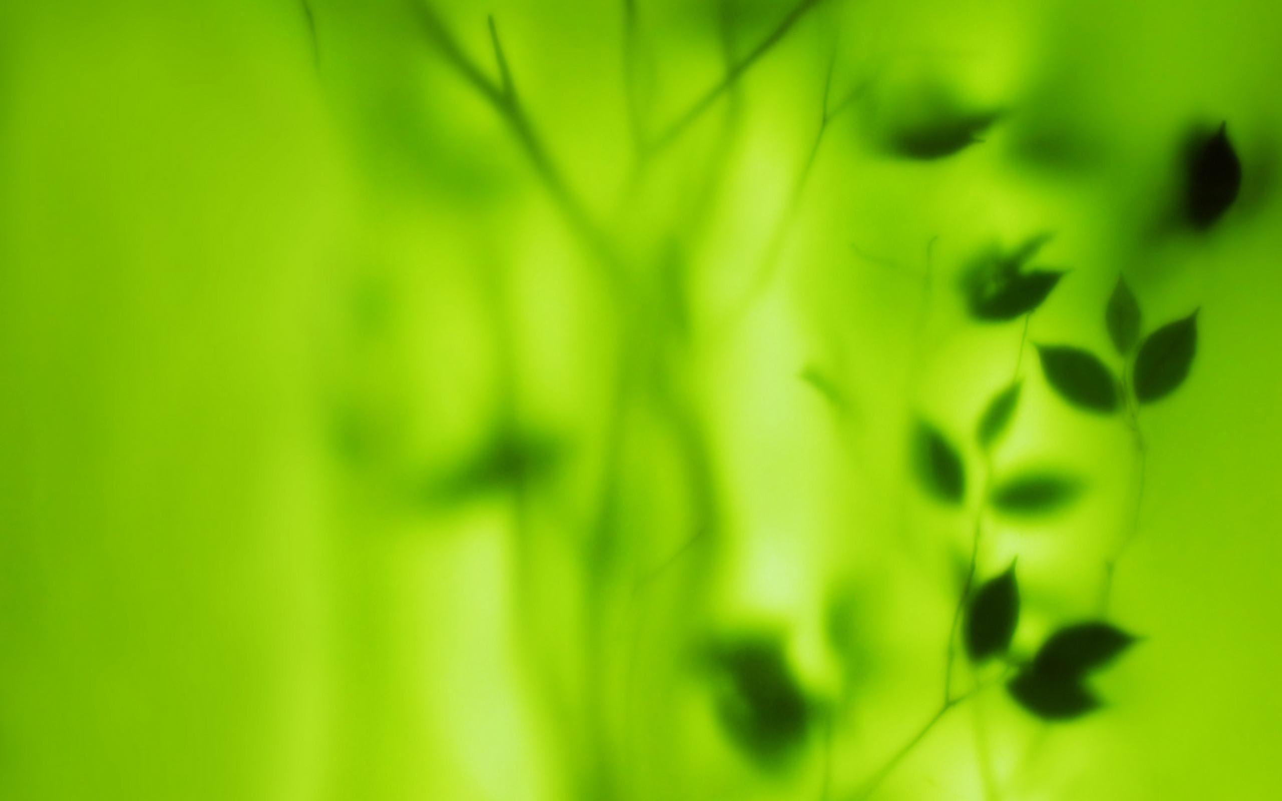 2560x1600 Green Blurred Leafs Wallpaper