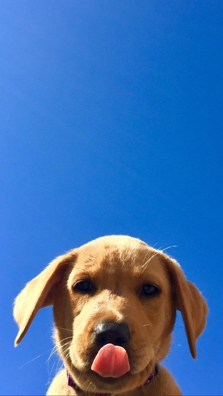 750x1334 cutewallpaper #puppywallpaper #dogwallpaper #hdwallpaper #wallpaper #beautiful #facebook #follow #mobile. Cute dog wallpaper, Dog wallpaper, Puppy wallpaper