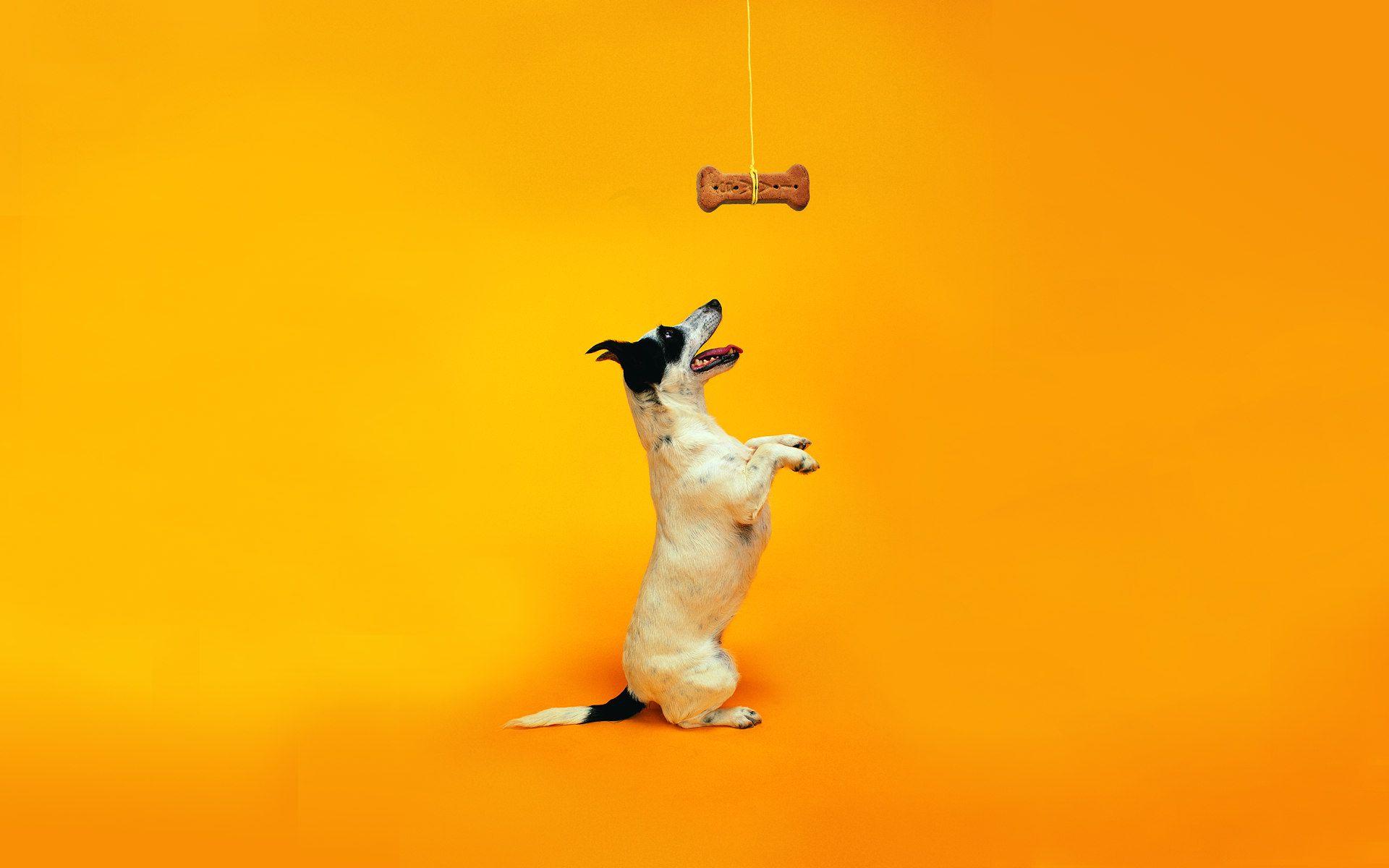 Vivid Dog Food Jokes Background for Your Screen Vivid Dog Food Jokes Background for Your Screen