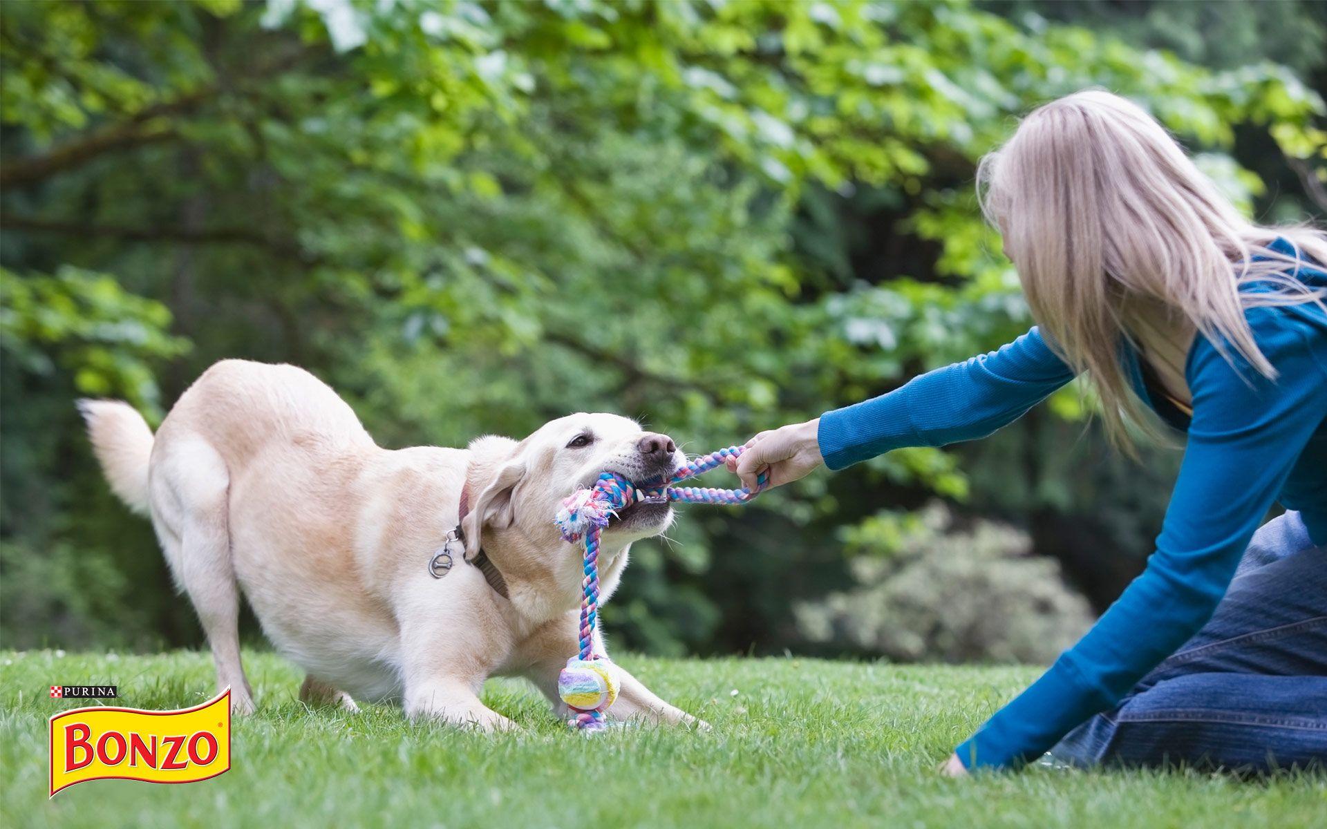 Dog Food Wallpapers - Top Free Dog Food Backgrounds - WallpaperAccess